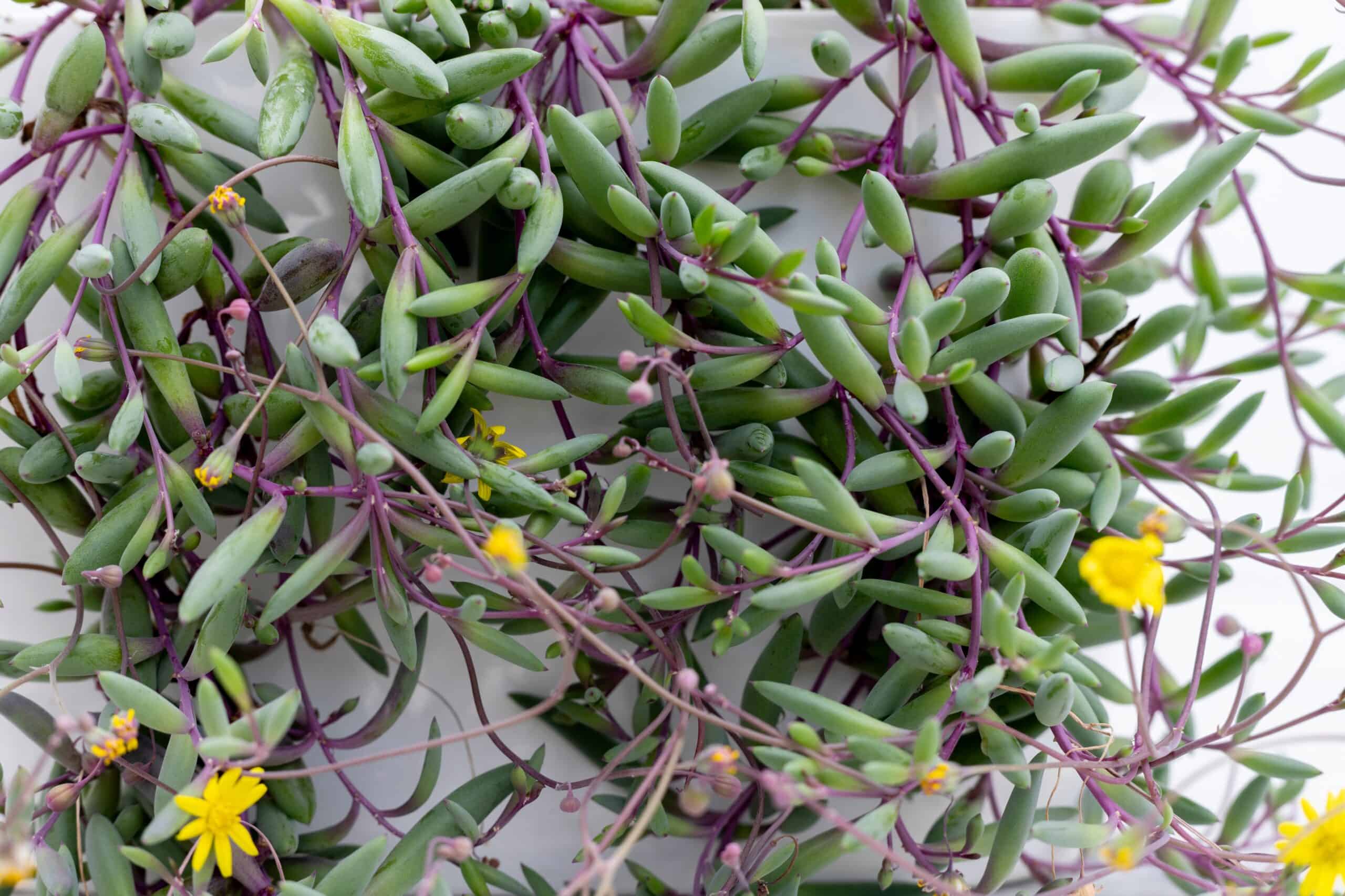 Othonna capensis (Little Pickles)