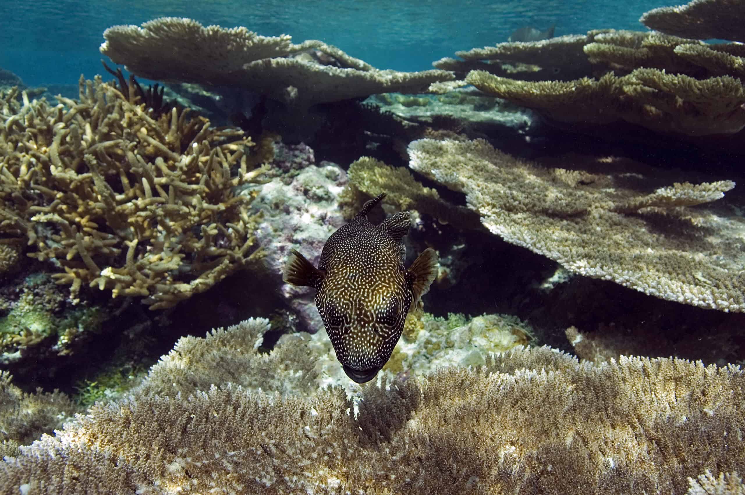 Palmyra Atoll, Pacific Ocean