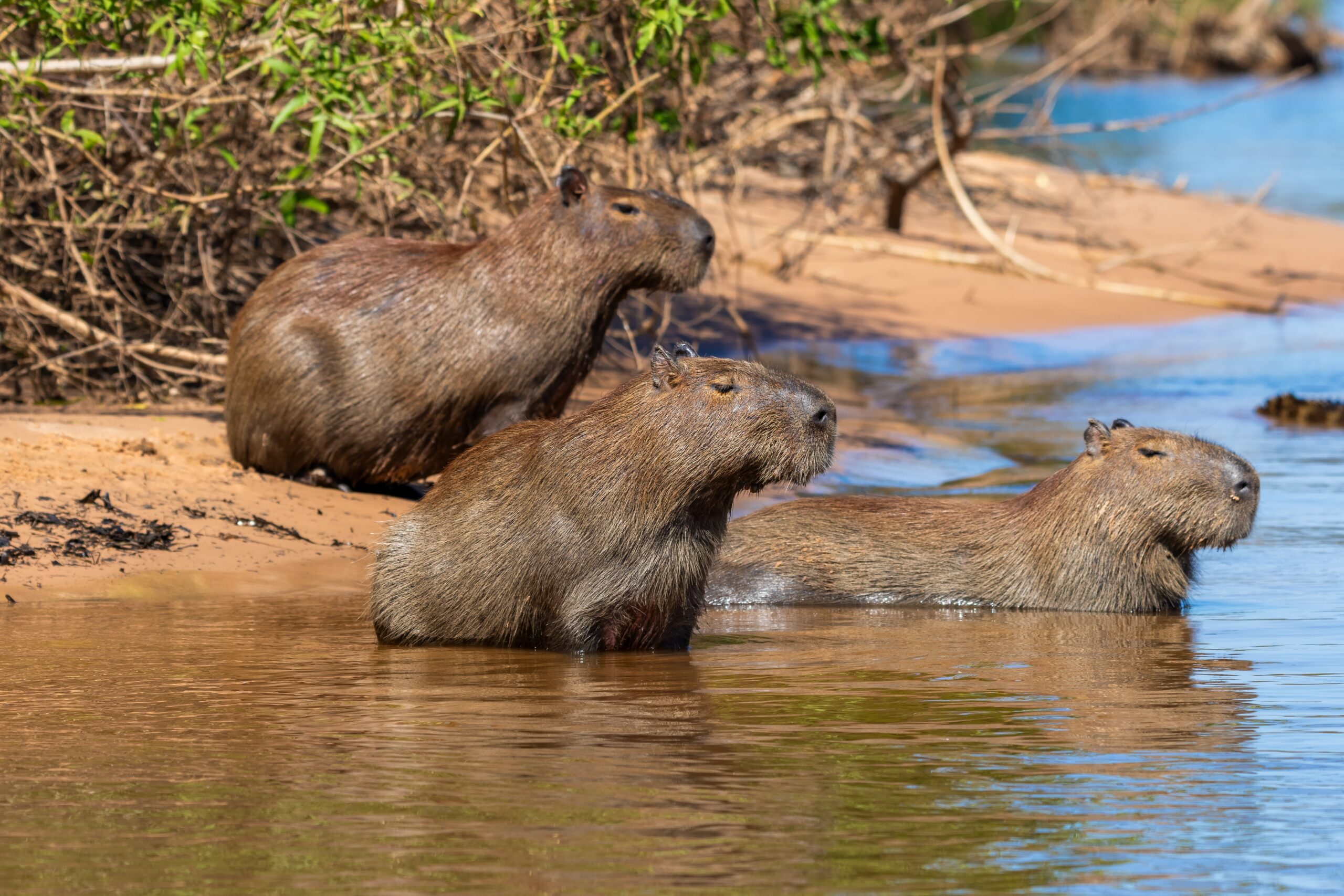 Pantanal, Brazil