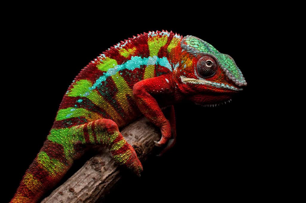 Panther Chameleon (Furcifer pardalis)