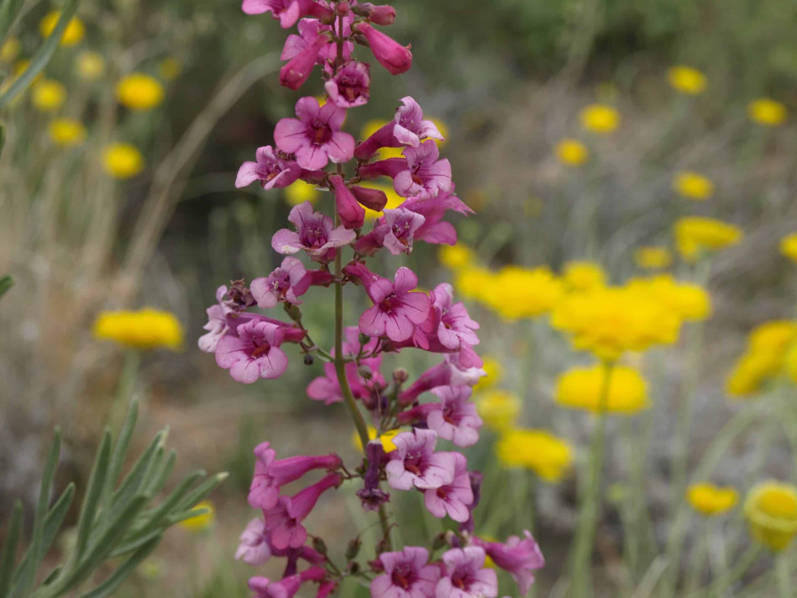 Parry's Penstemon