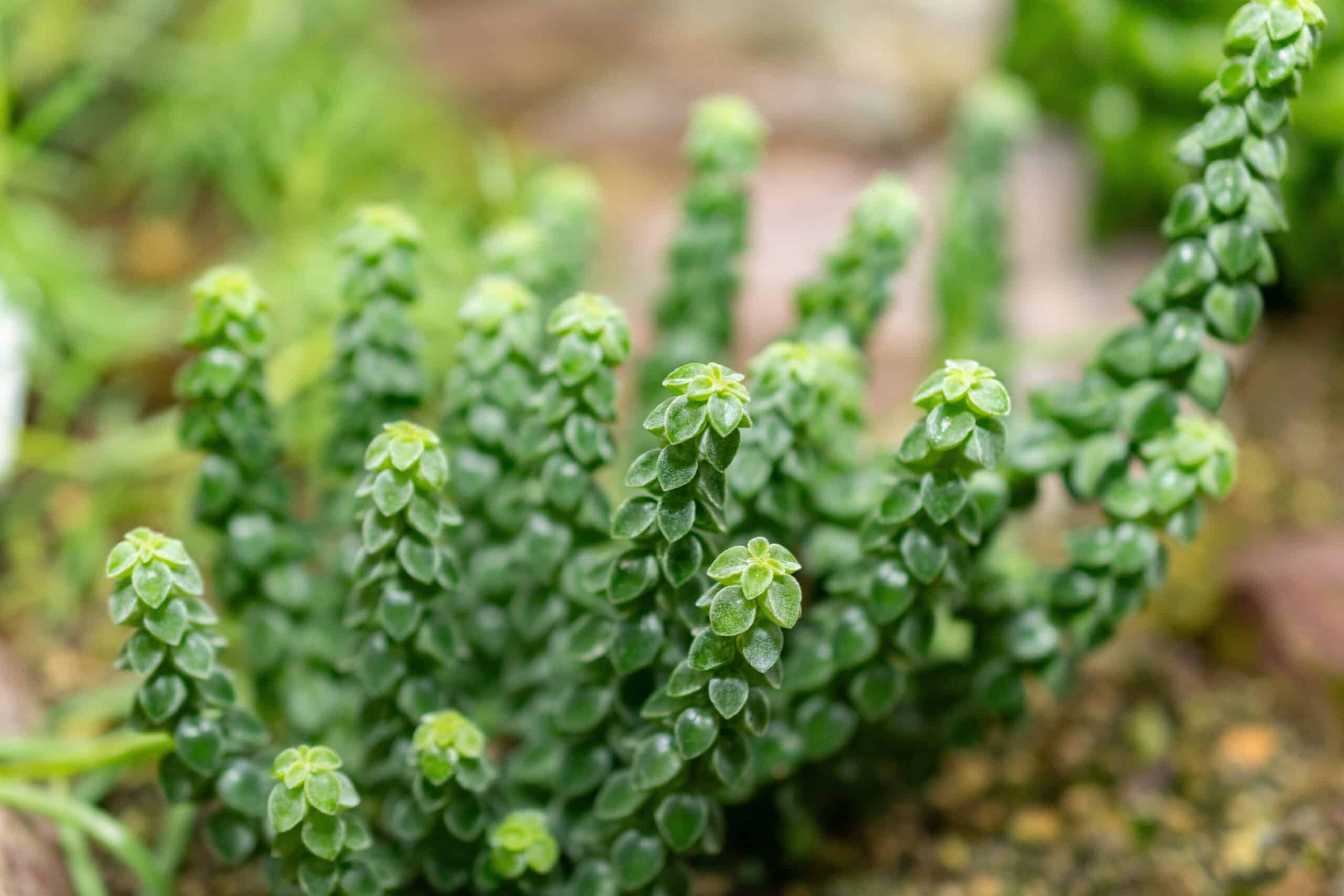 Peperomia columella