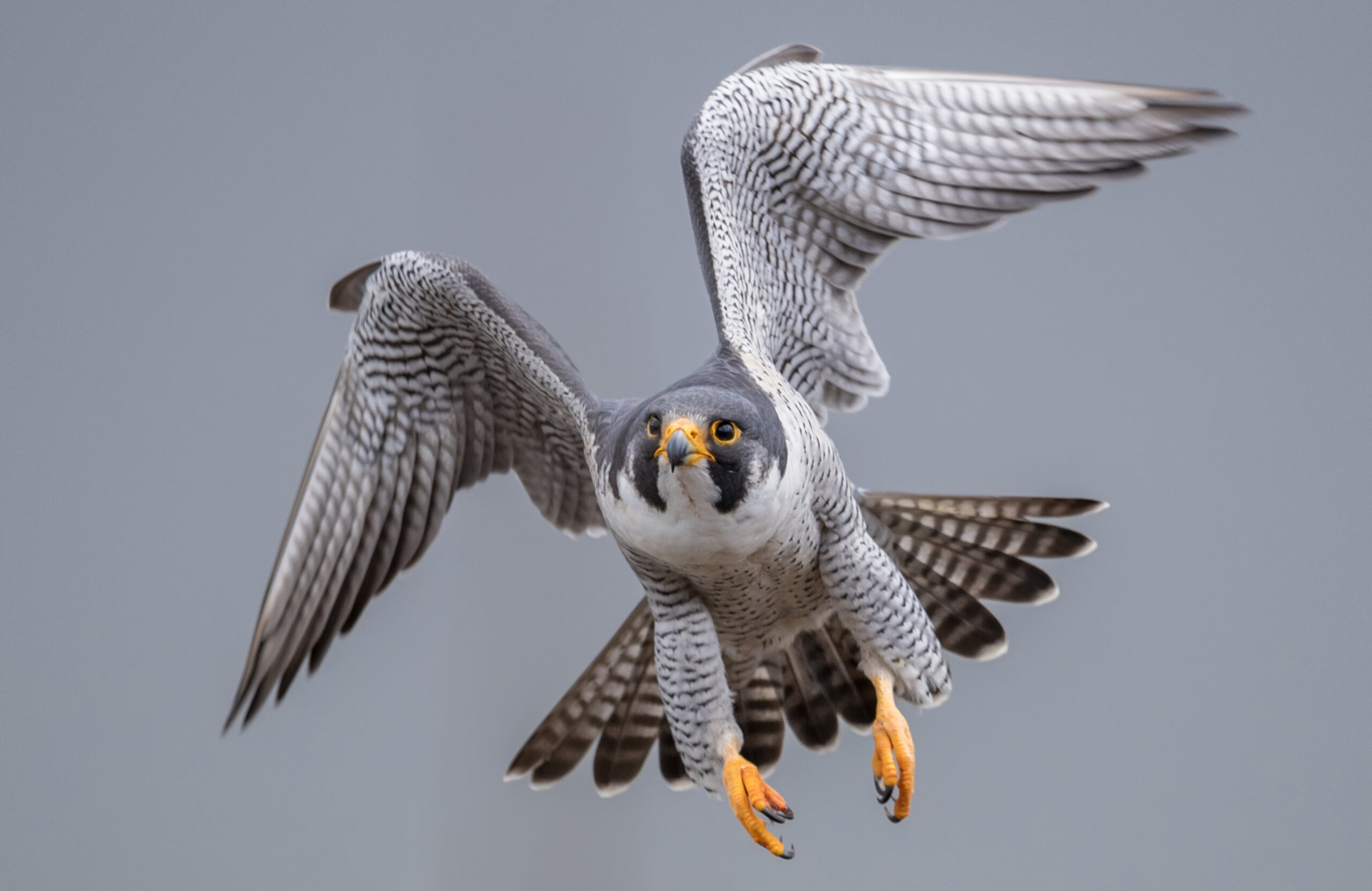 Peregrine Falcon