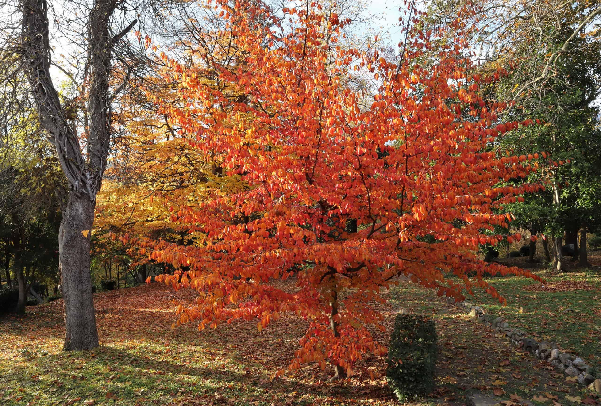 Persian Ironwood (Parrotia persica)