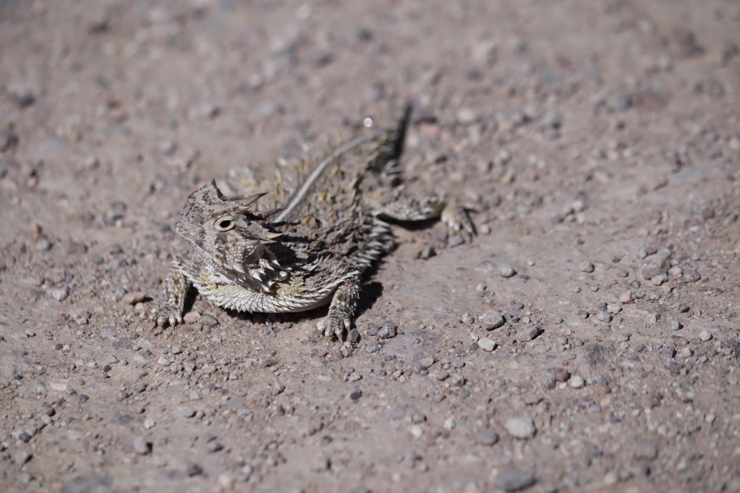 Texas Horned Lizard (Phrynosoma cornutum)