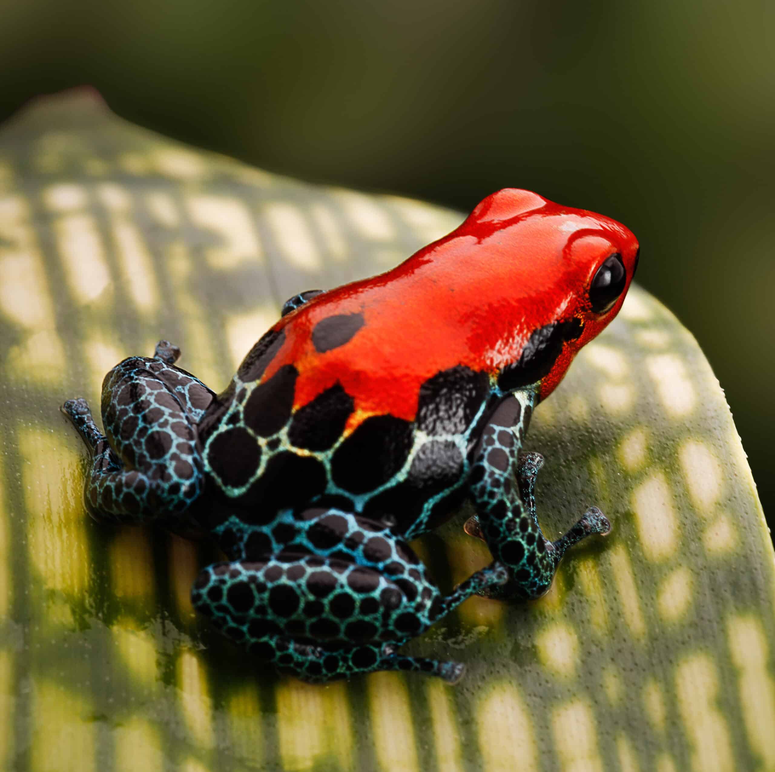 Poison Dart Frog