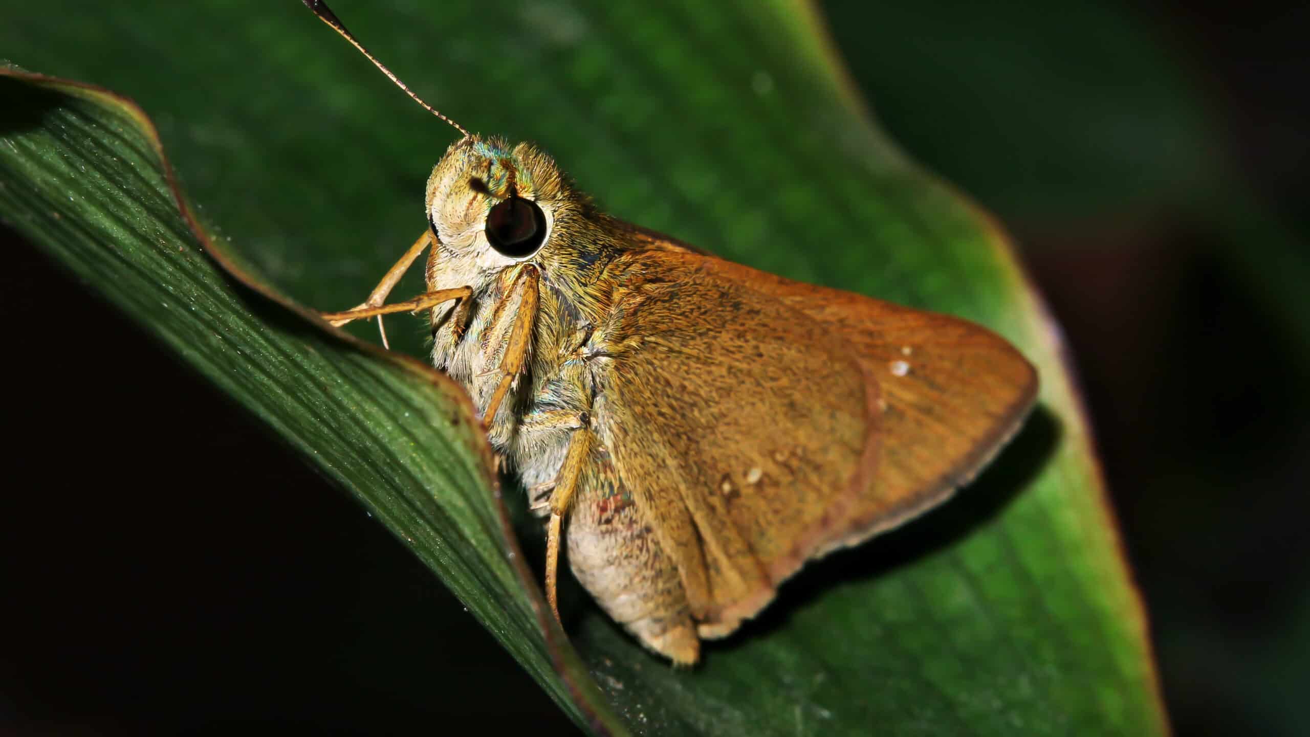 Poweshiek Skipperling