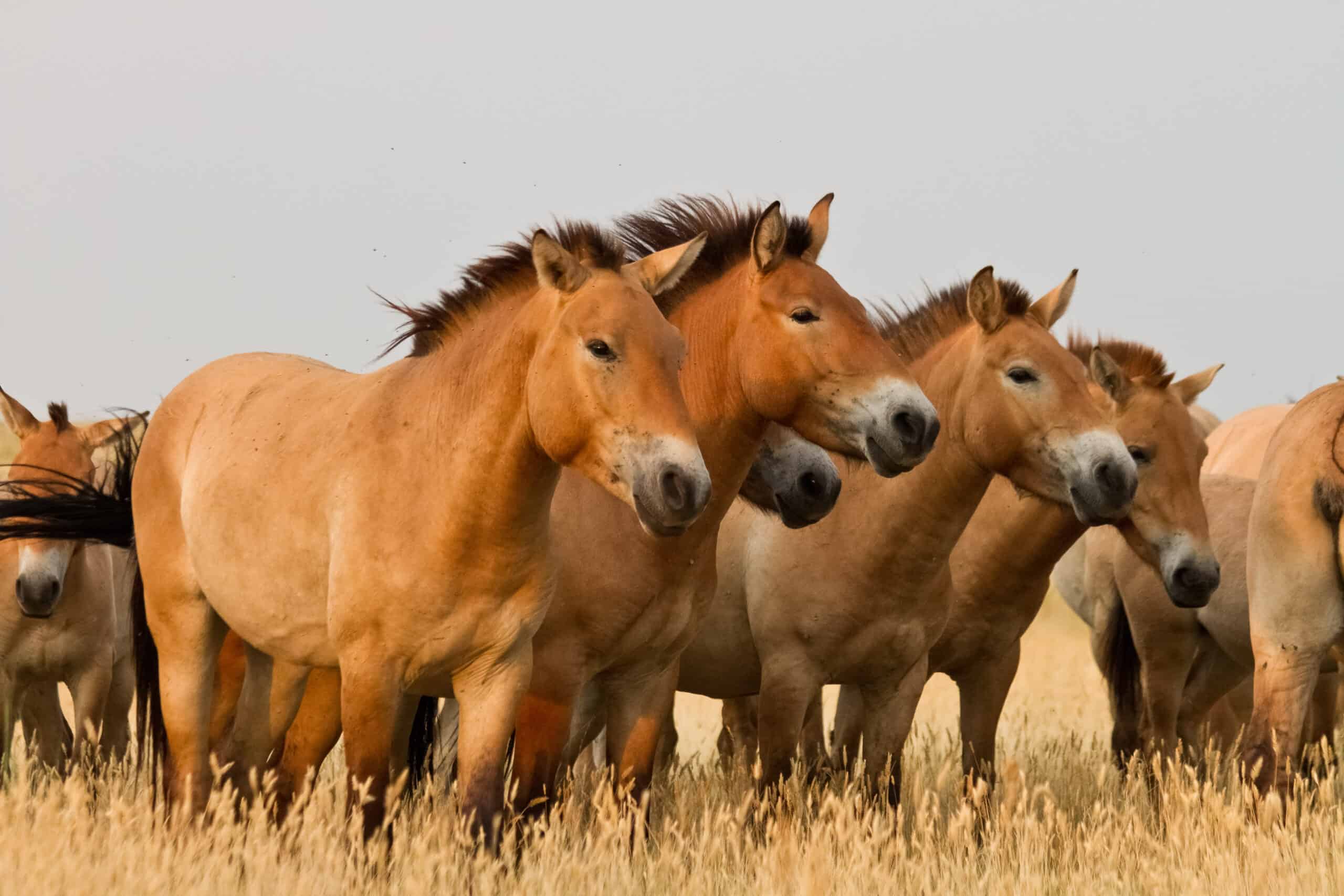 Przewalski's Horse