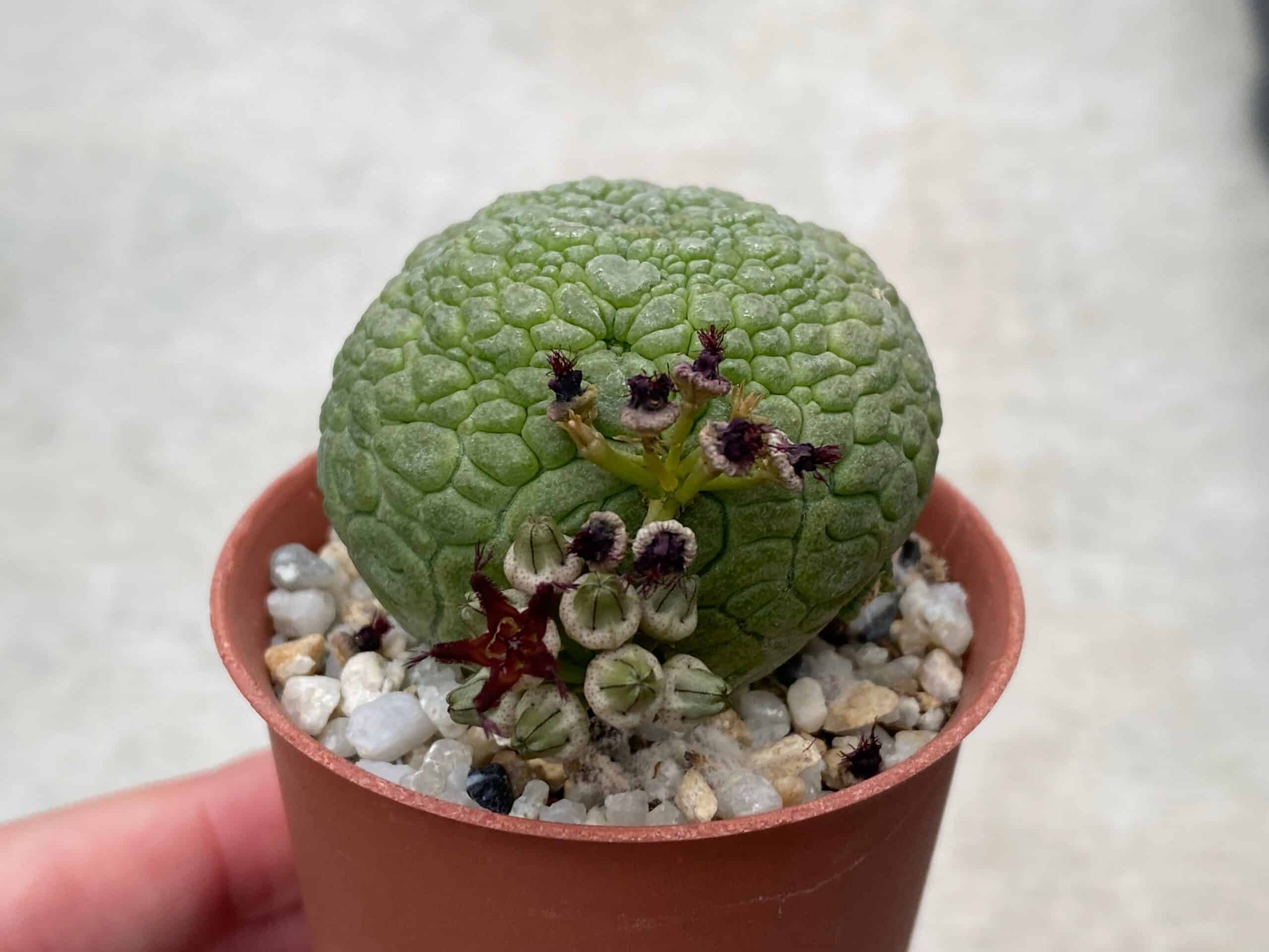 Pseudolithos migiurtinus