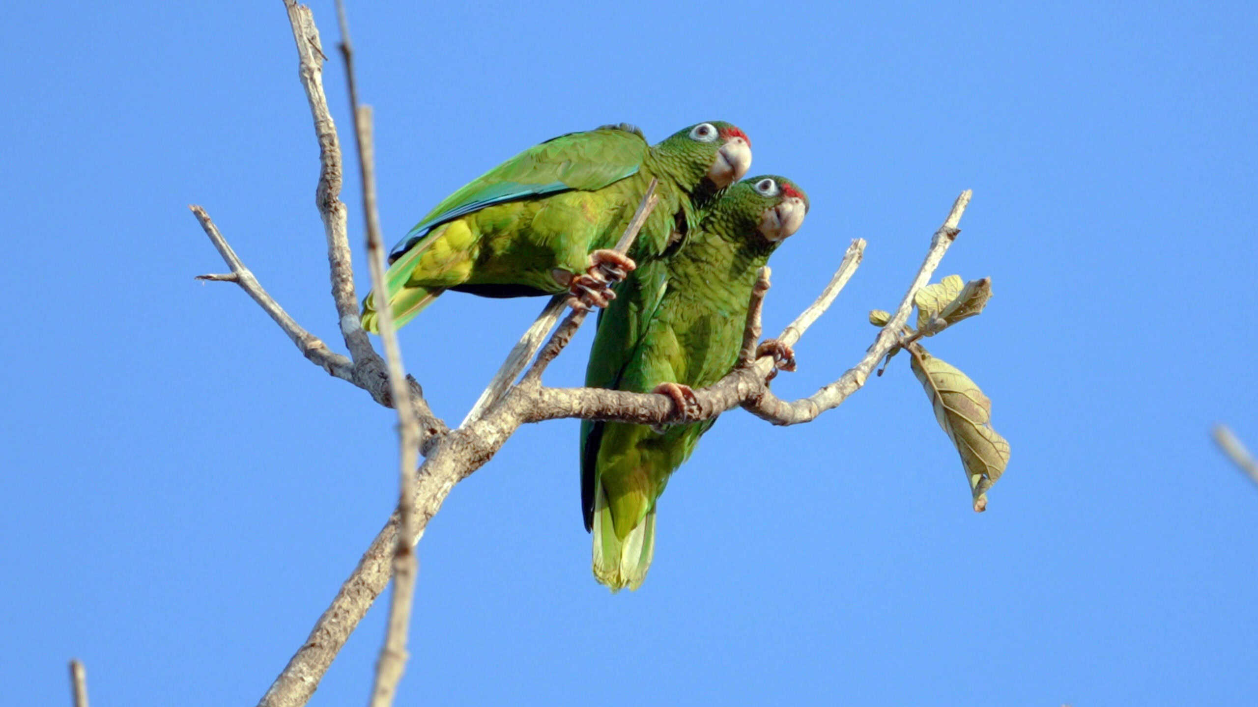 Puerto Rican Parrot