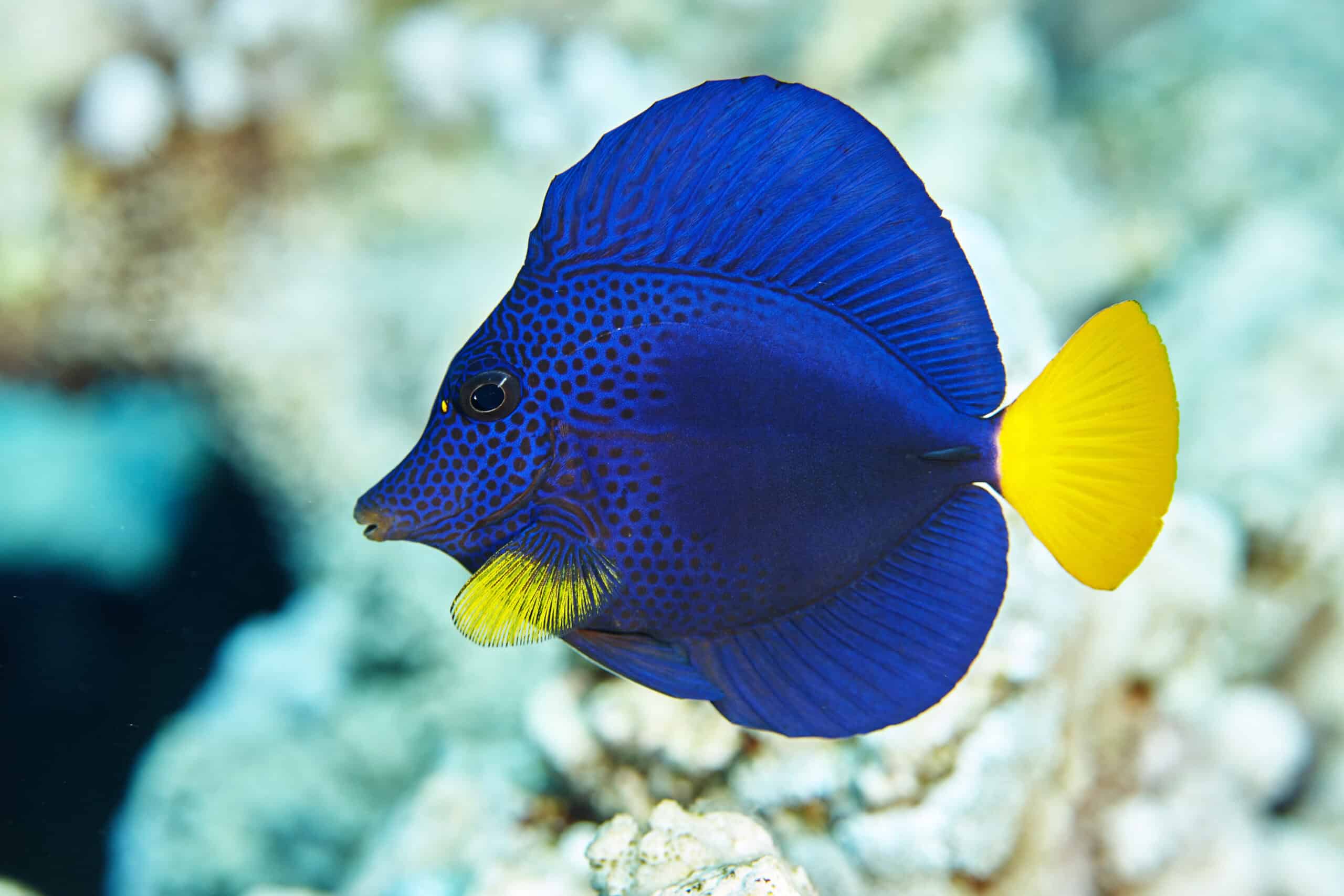 Purple Tang