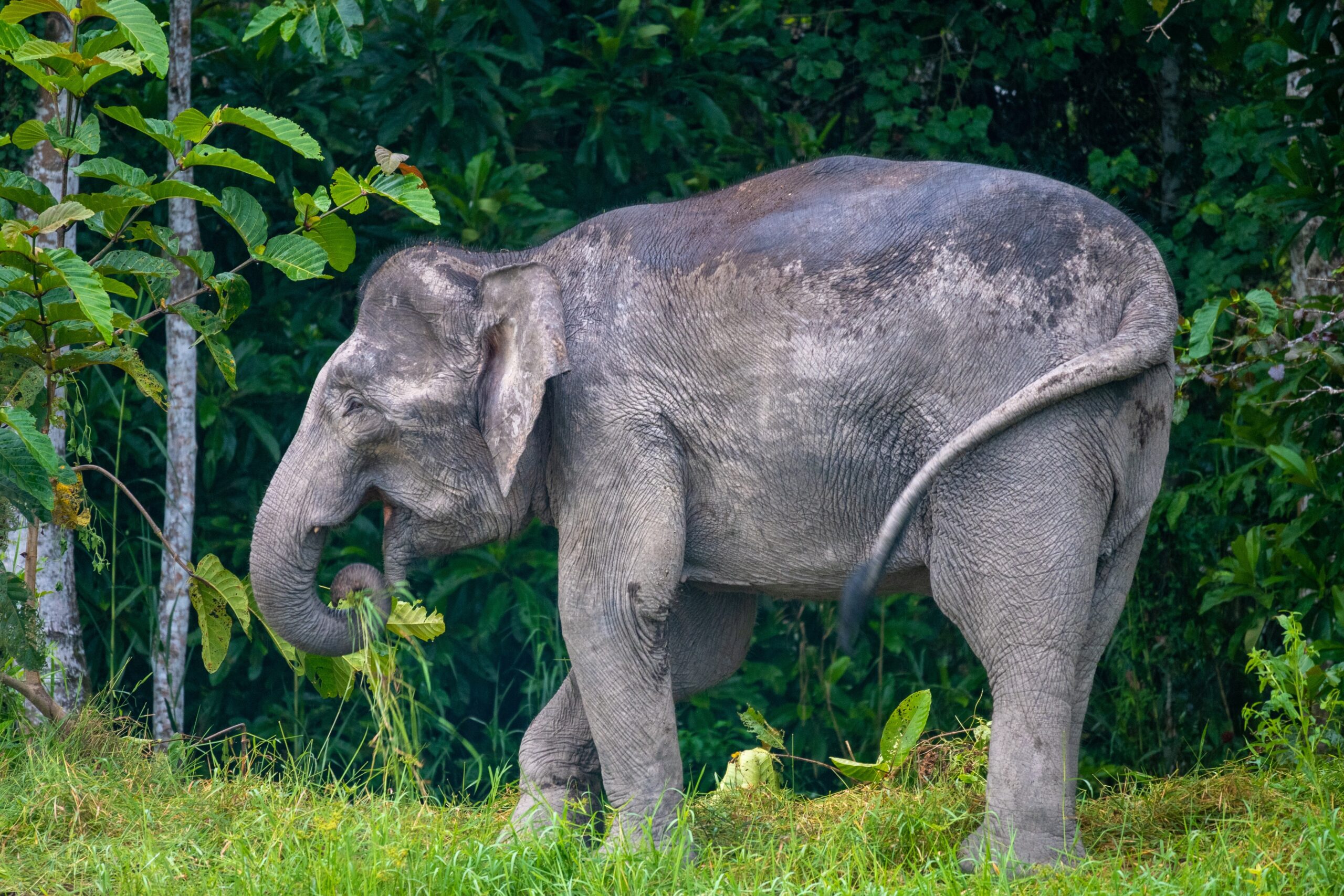 Pygmy Elephant in Borneo