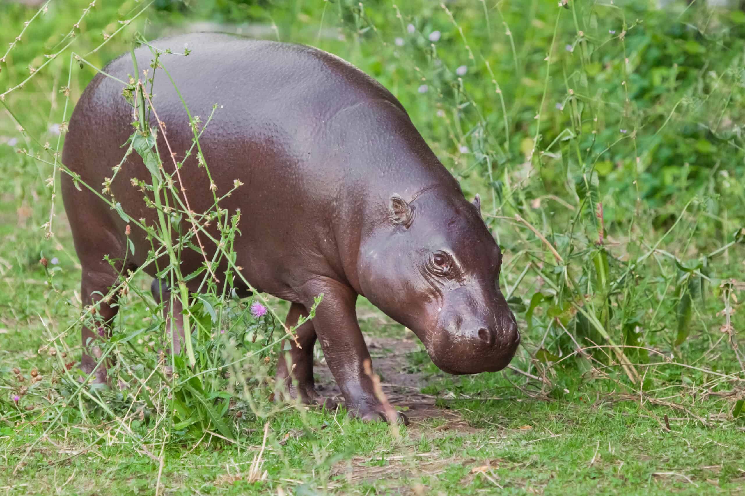 Pygmy Hippopotamus