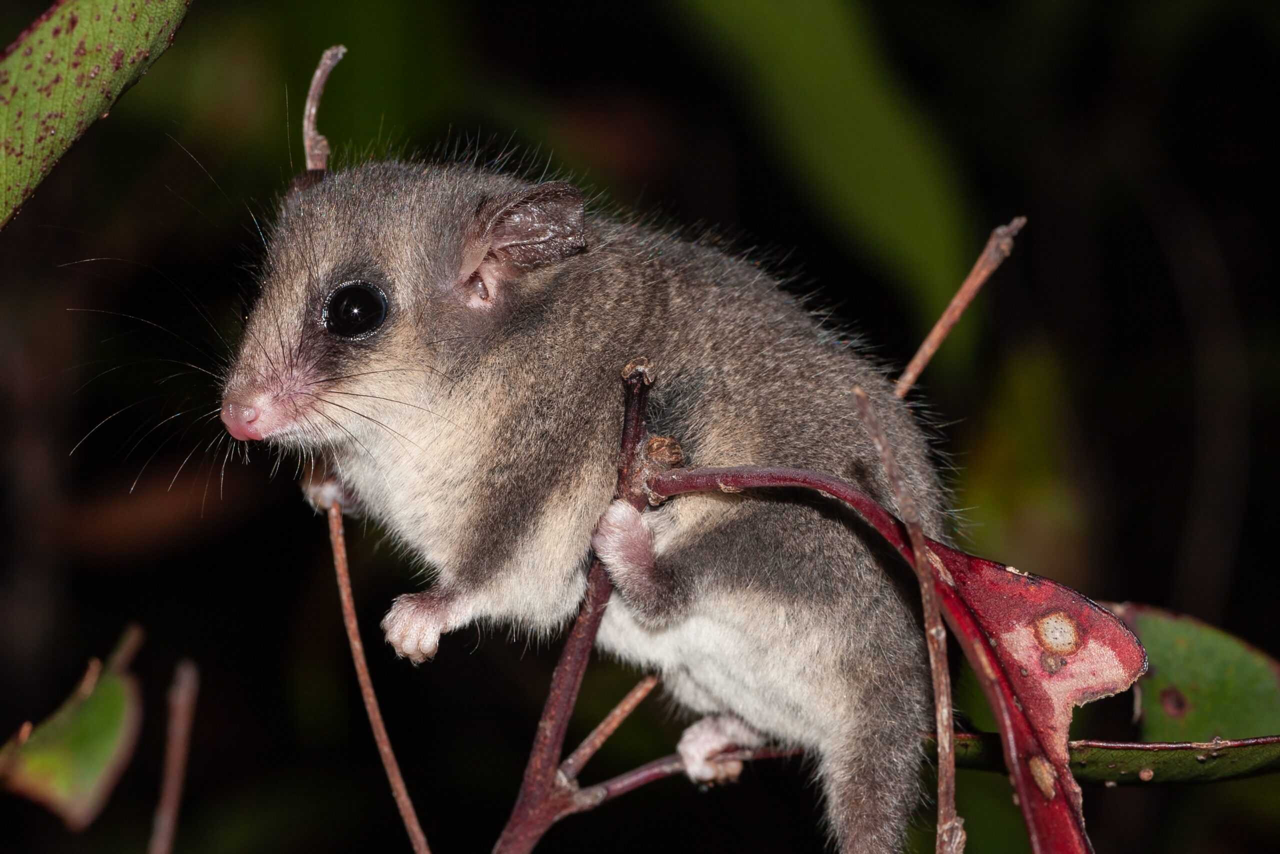 Pygmy Possum