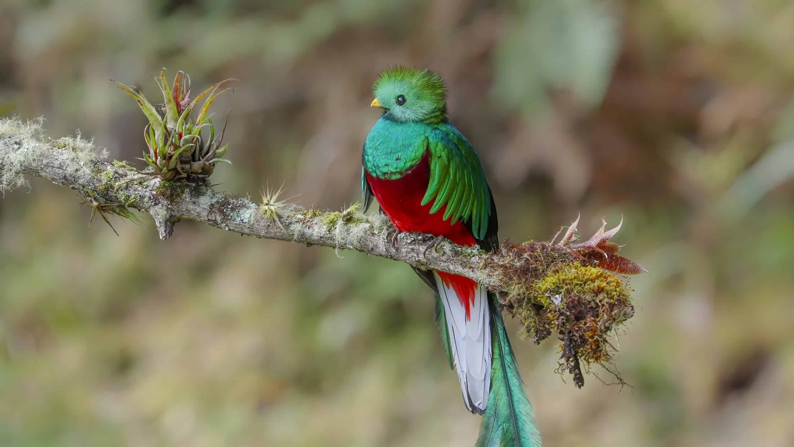 Quetzal