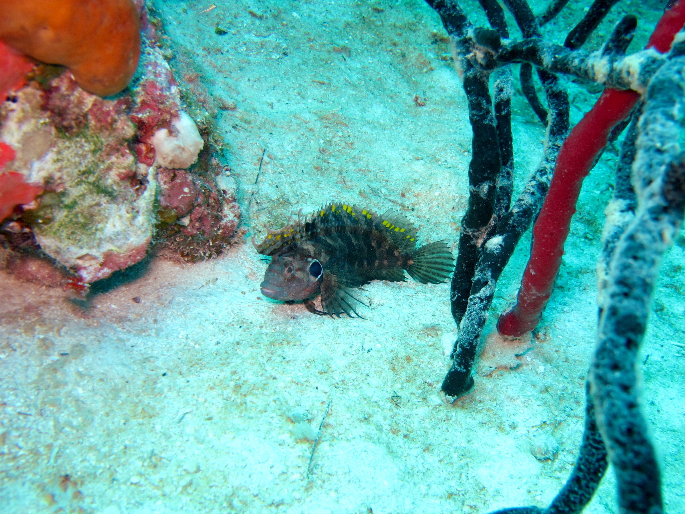 Quillfin Blenny