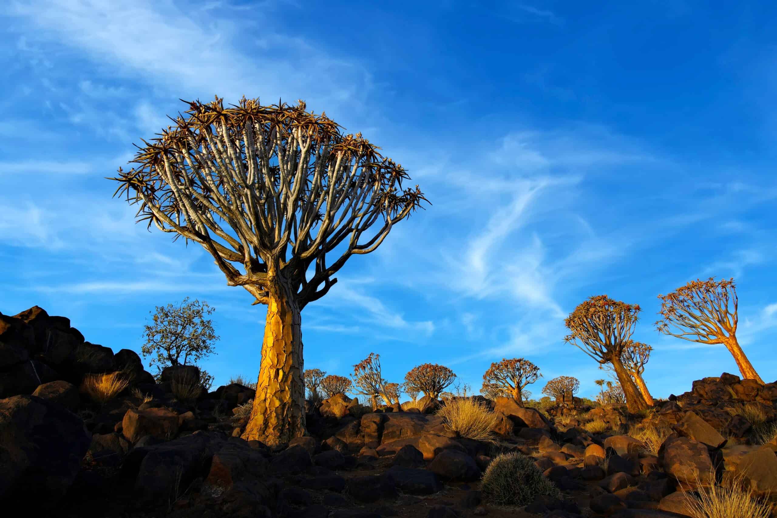 Quiver Tree (Aloidendron dichotomum)