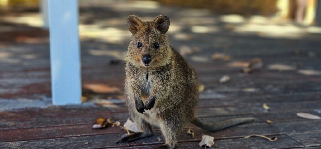 Quokka