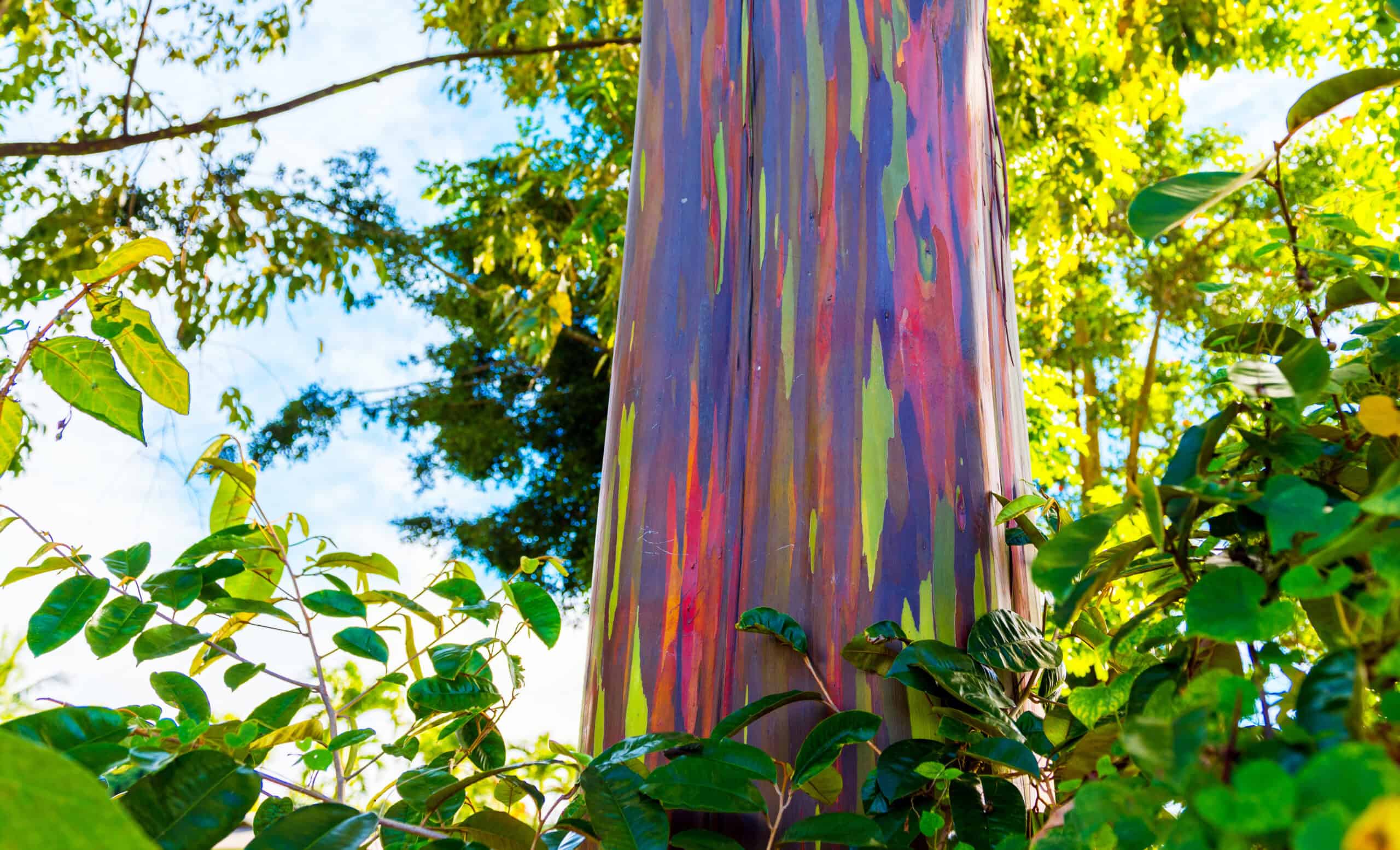 Rainbow Eucalyptus Trees