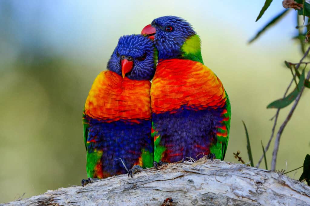 Rainbow Lorikeet