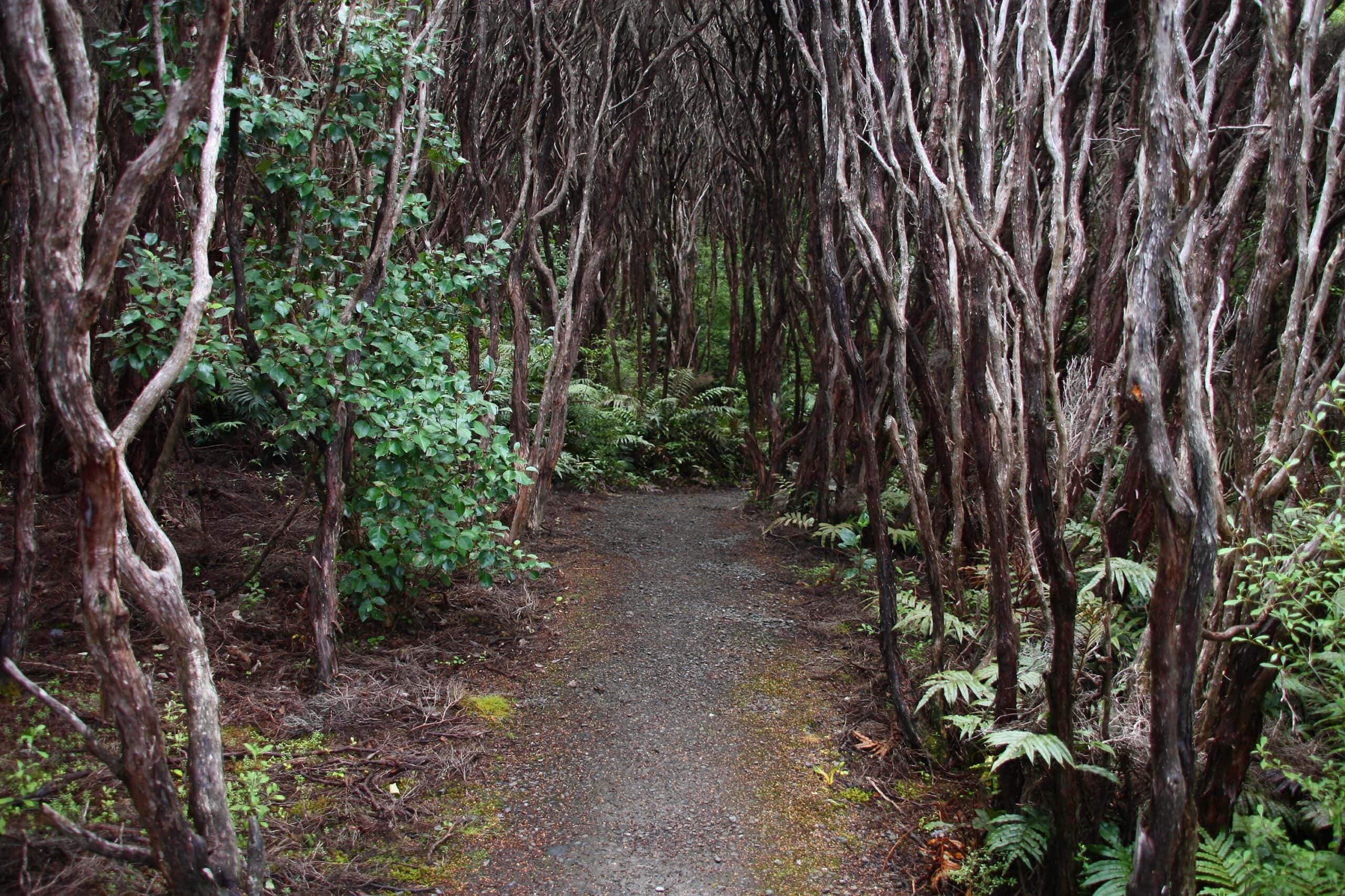 Rata Forest, New Zealand