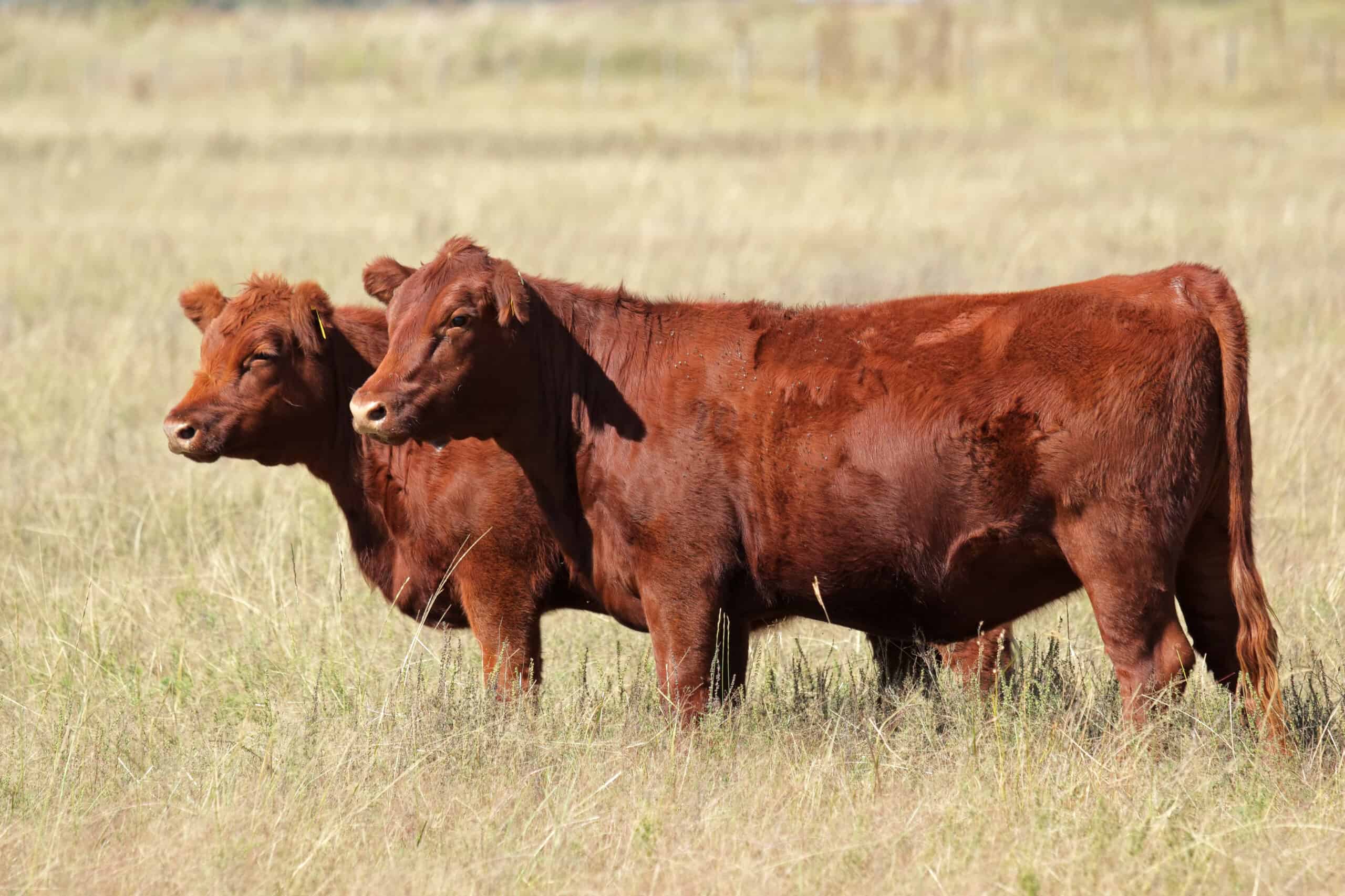 Red Angus Cow