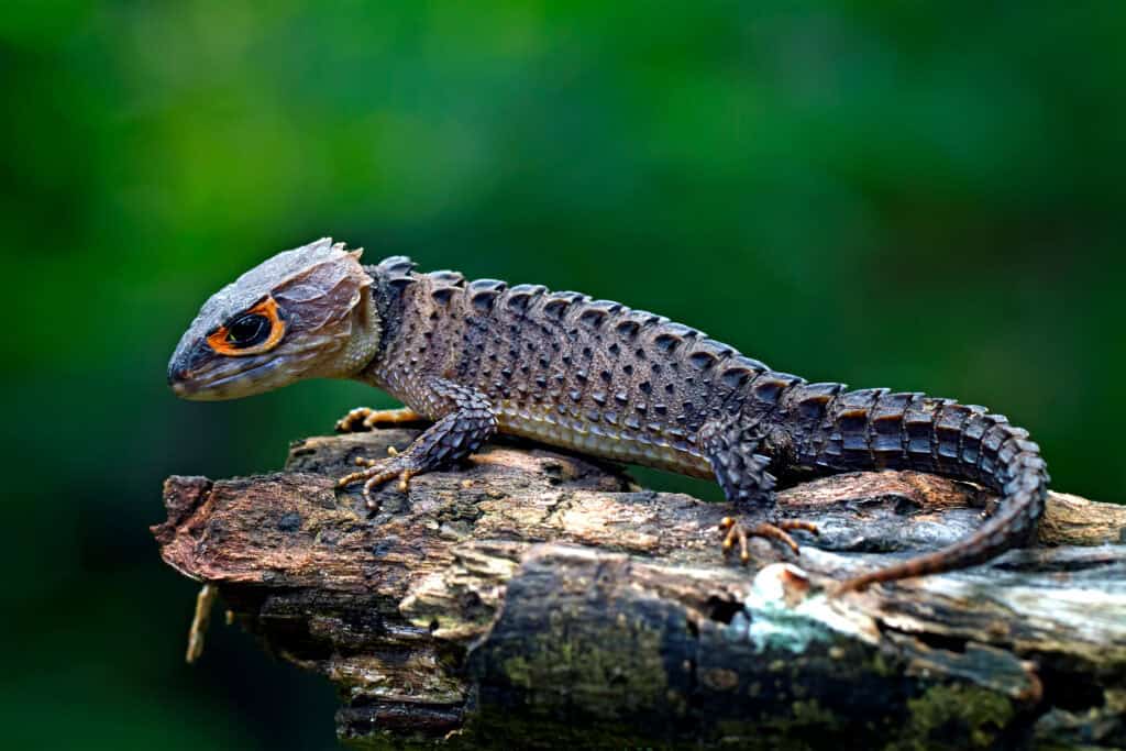 Red-Eyed Crocodile Skink (Tribolonotus gracilis)