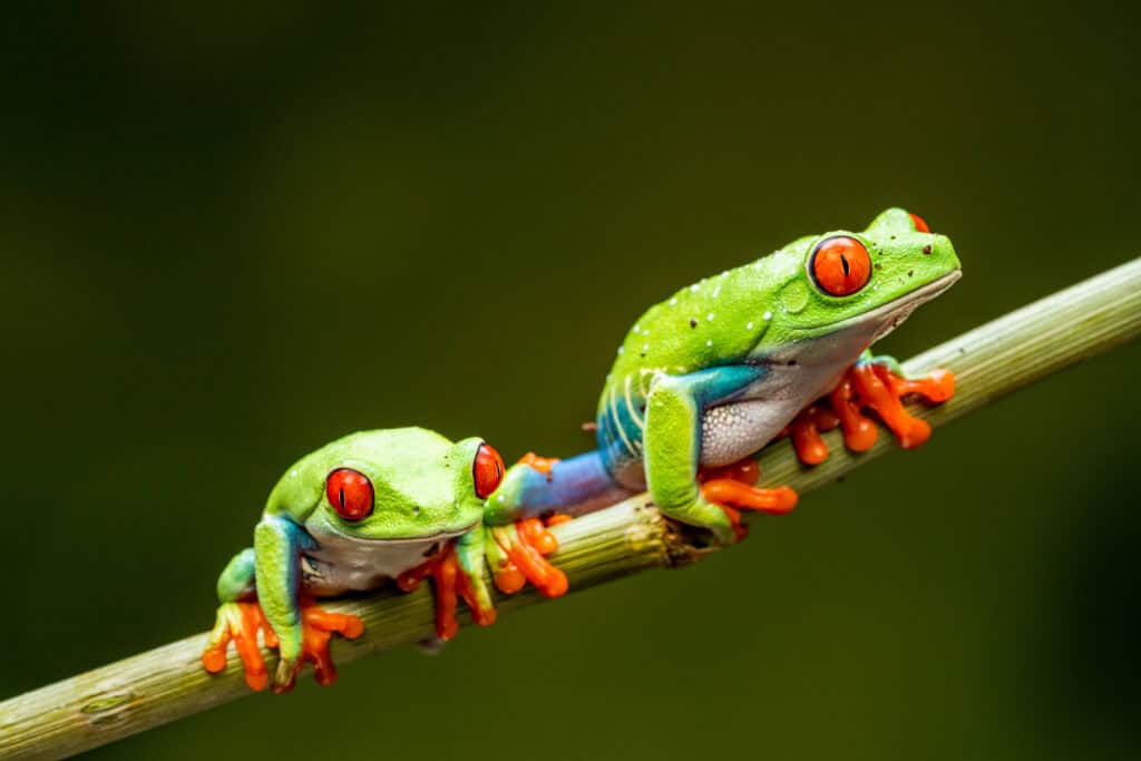 Red-Eyed Tree Frog