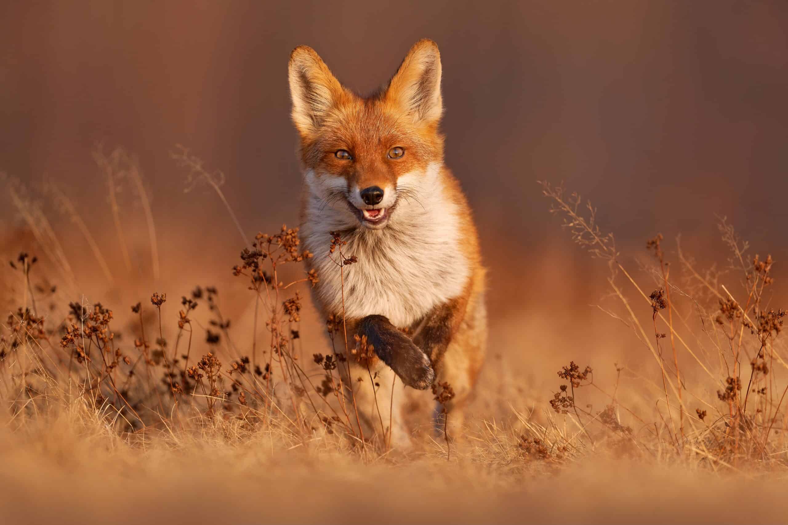 Red Fox