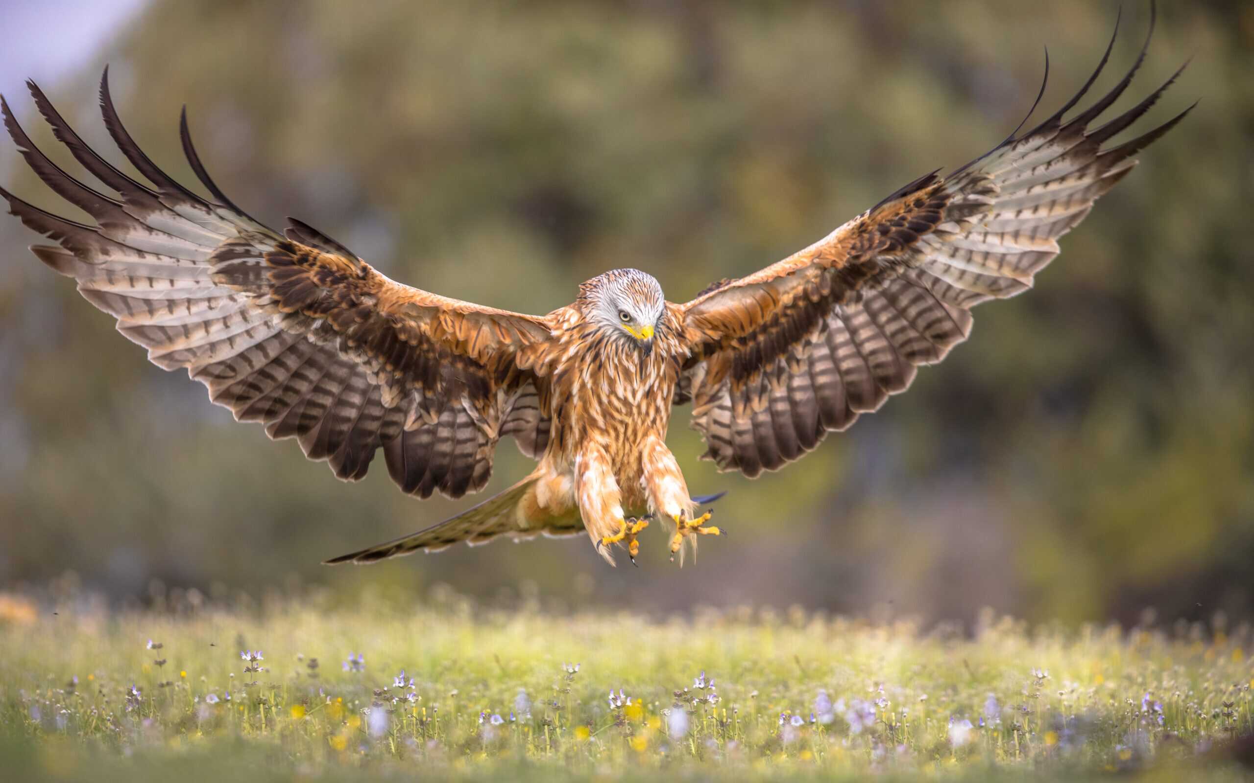 Red Kite