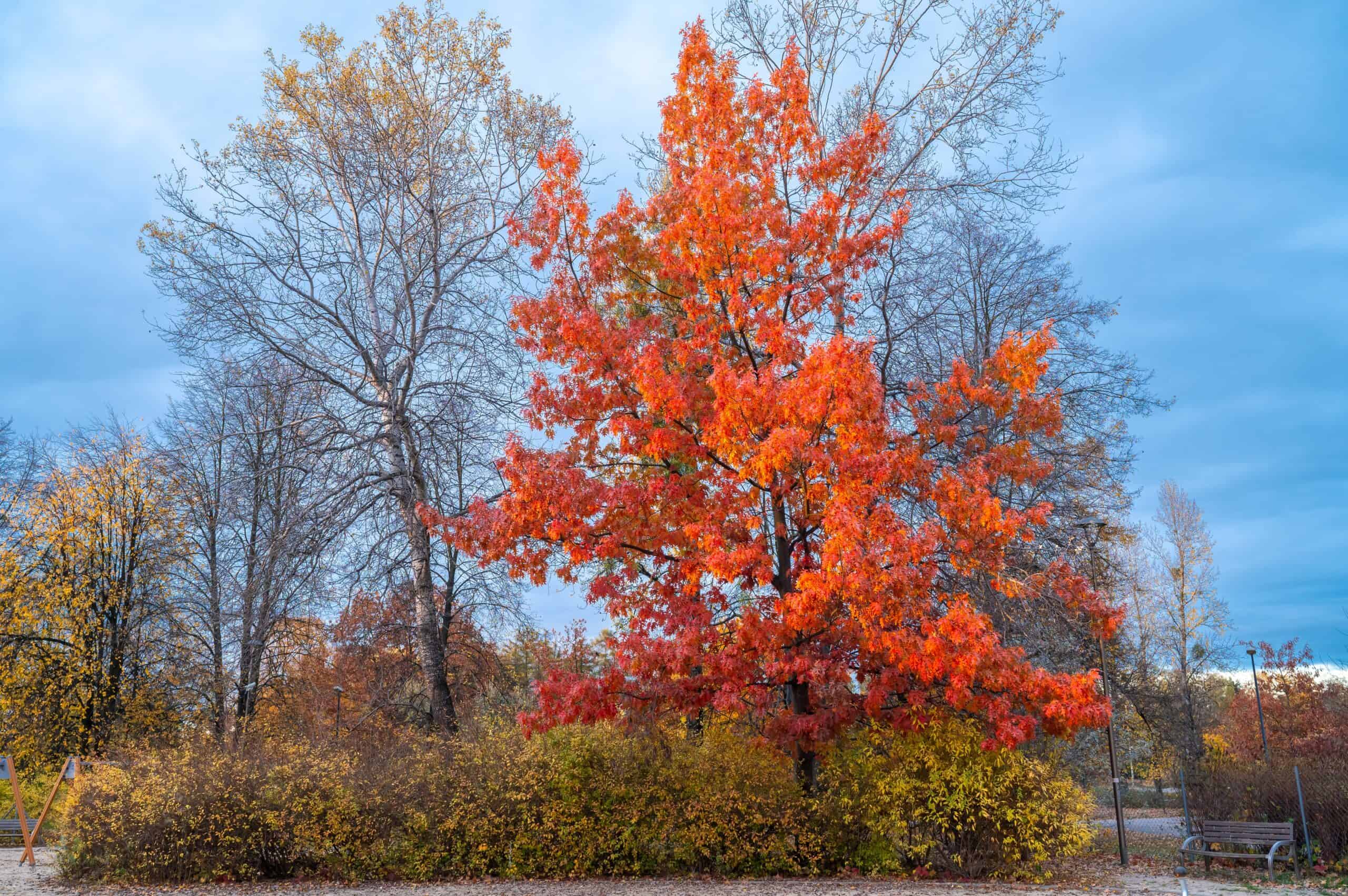 Red Oak (Quercus rubra)