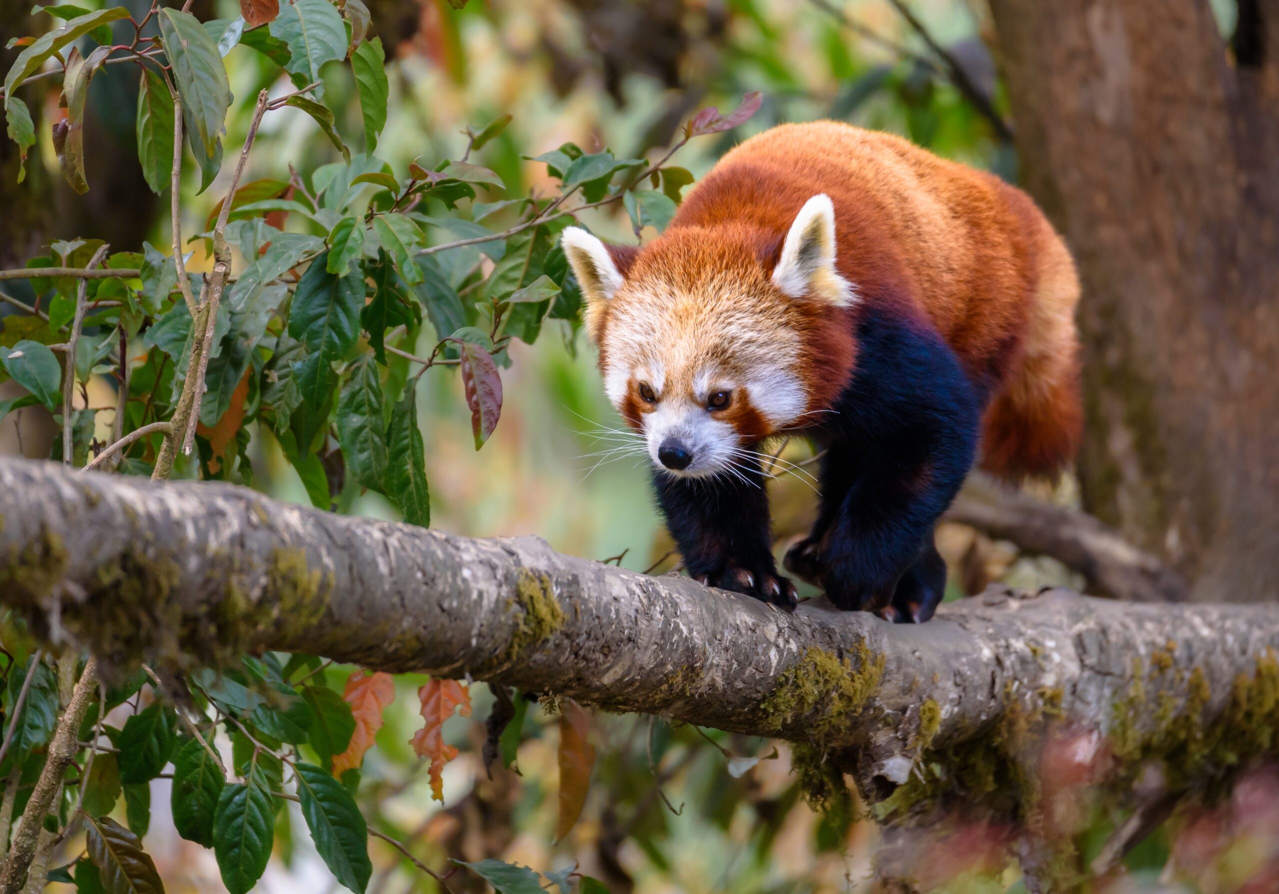 Red Panda in the Eastern Himalayas