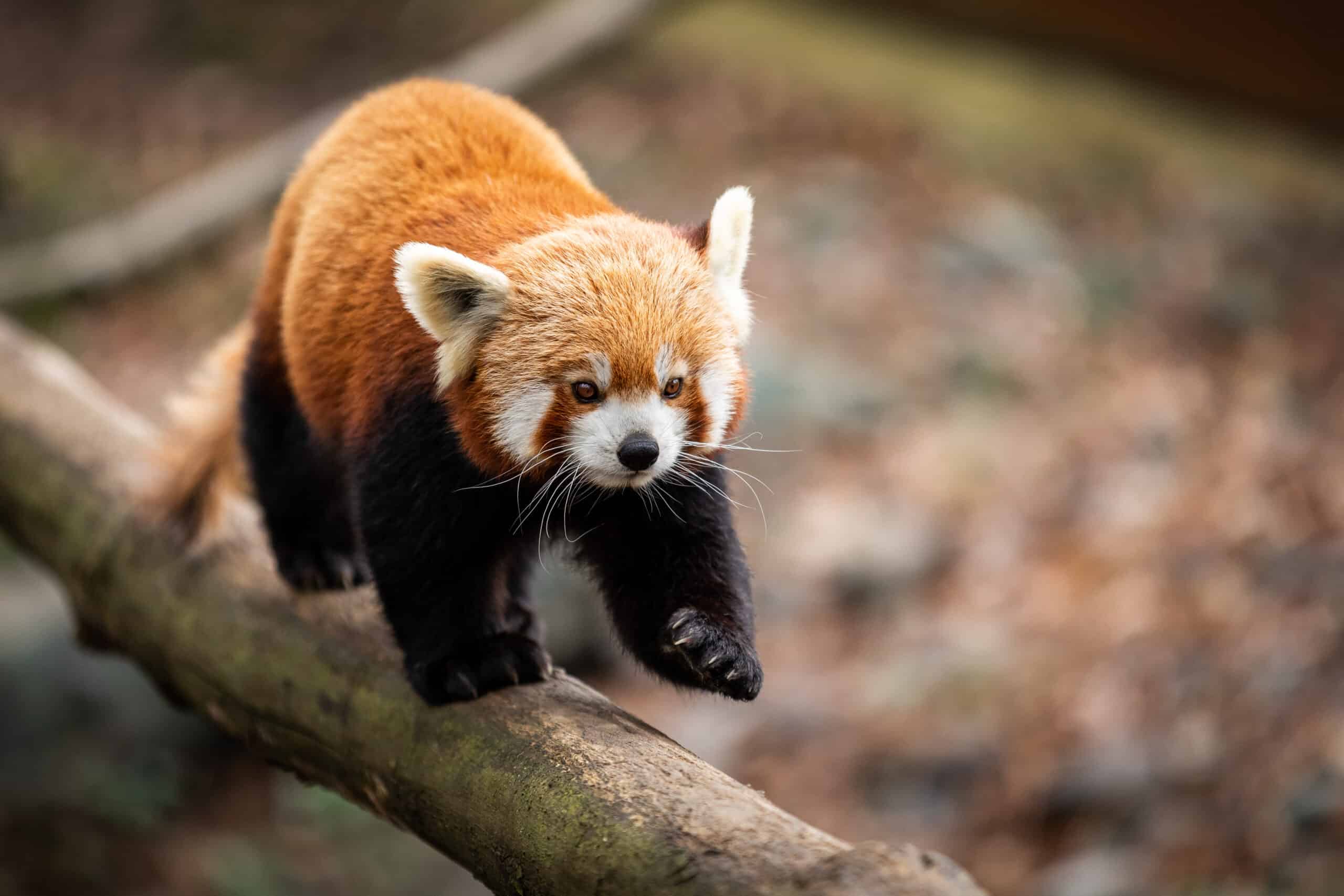 Red Panda