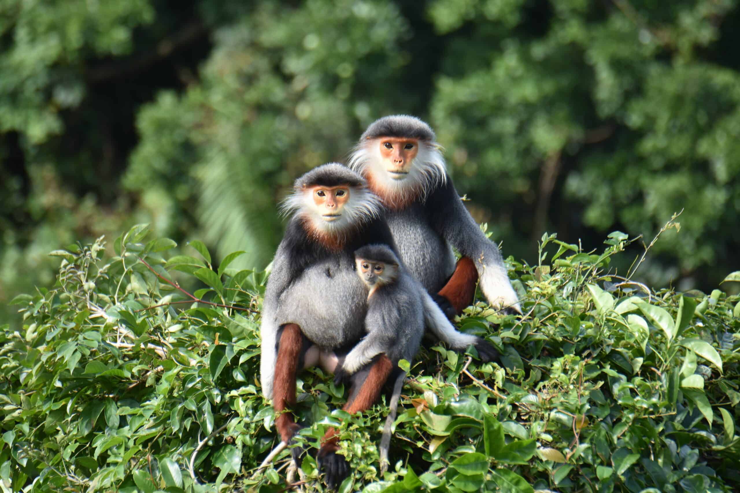 Red-Shanked Douc Langur