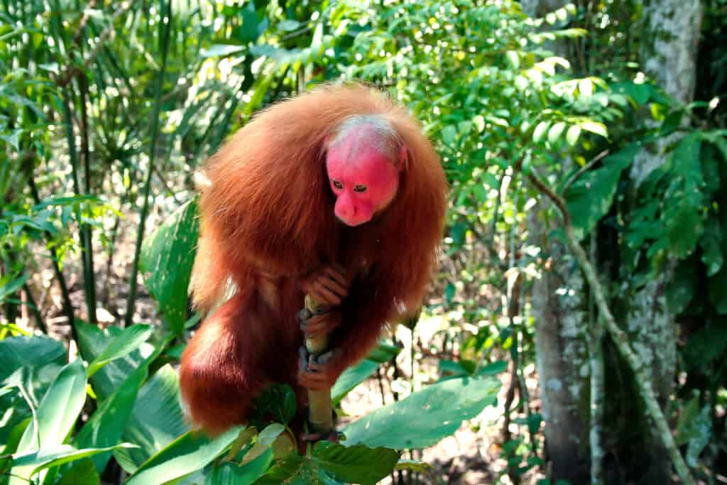 Red Uakari in the Amazon Rainforest