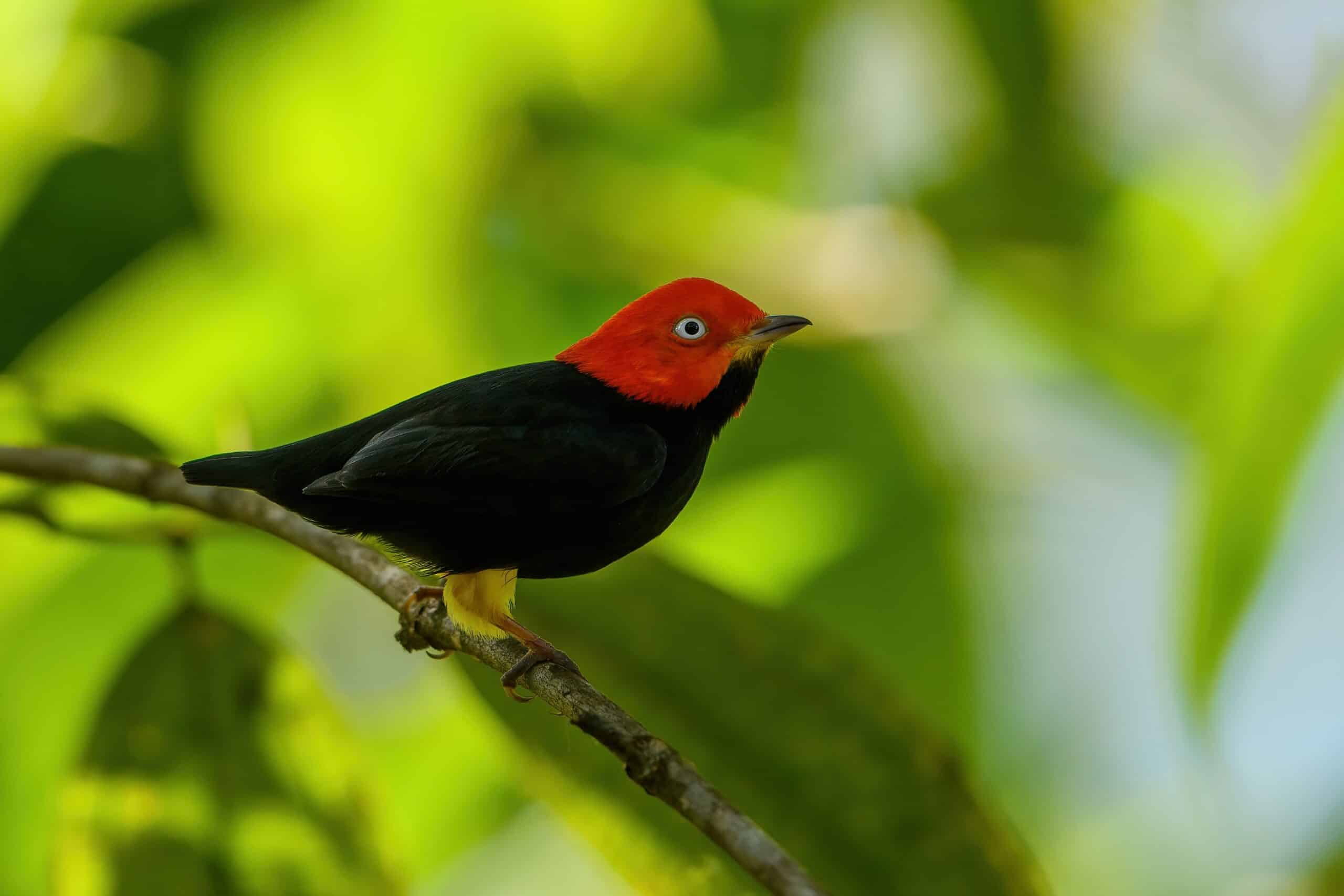 Red-capped Manakin