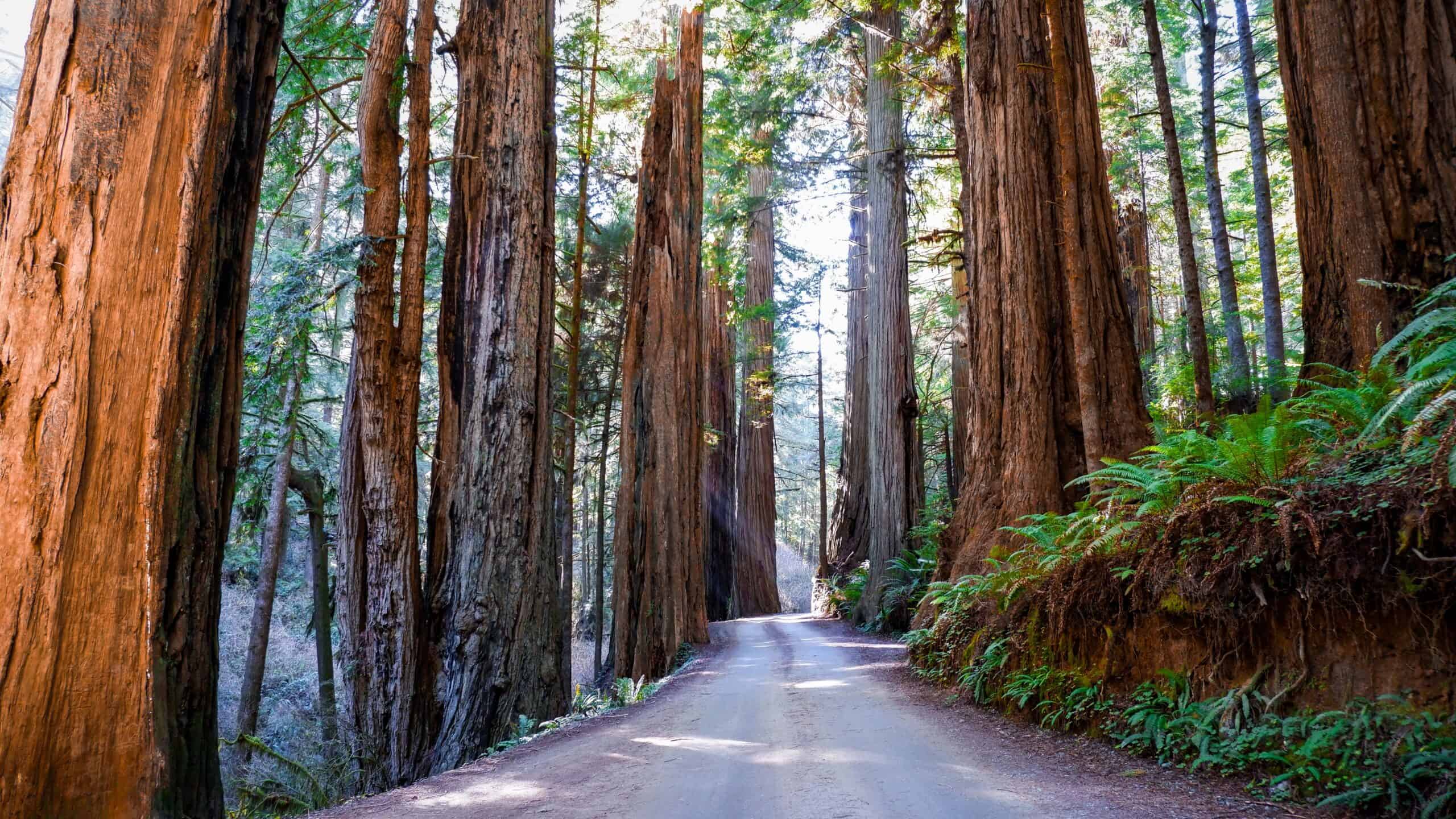 Redwood National and State Parks, California, USA