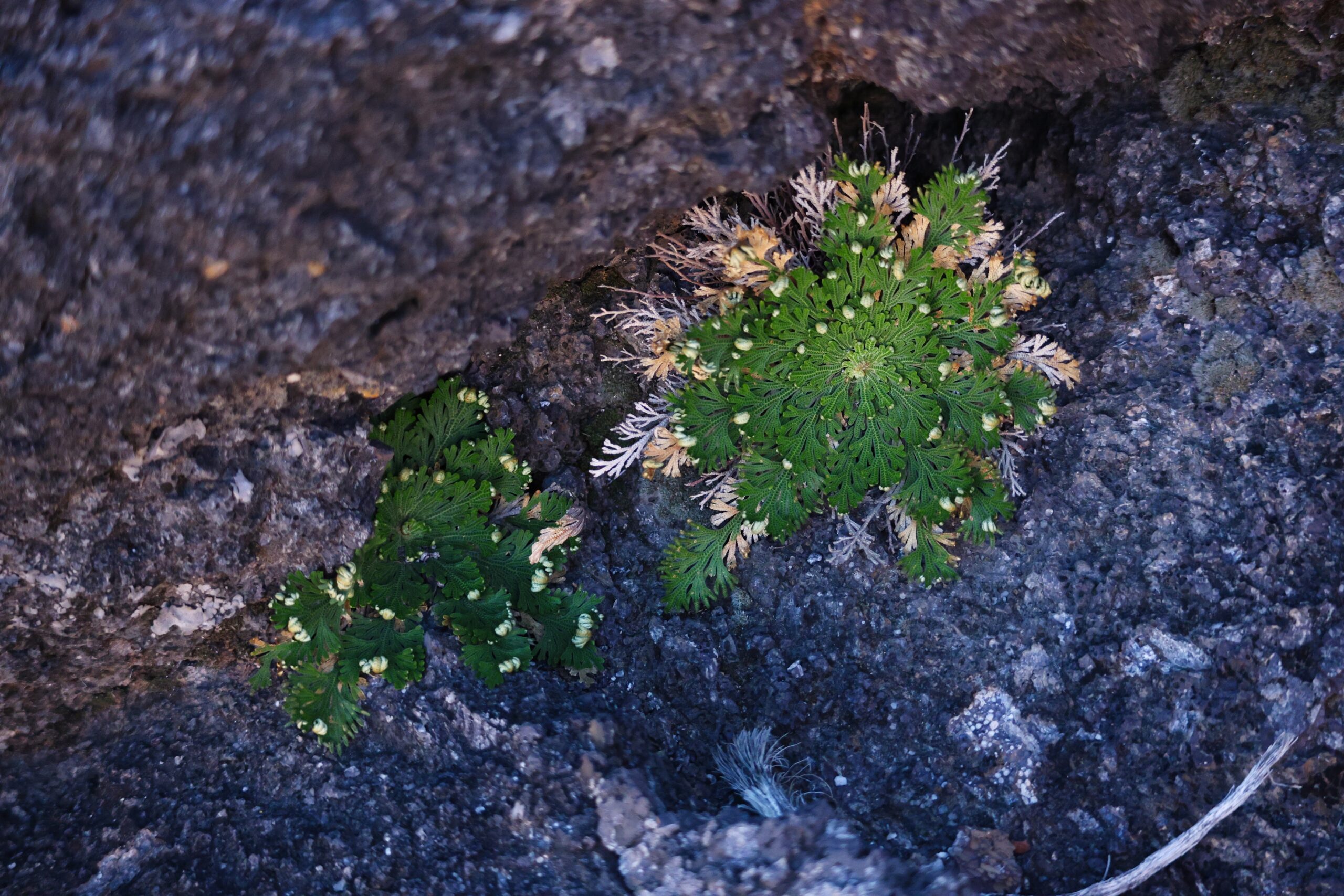 Resurrection Plant