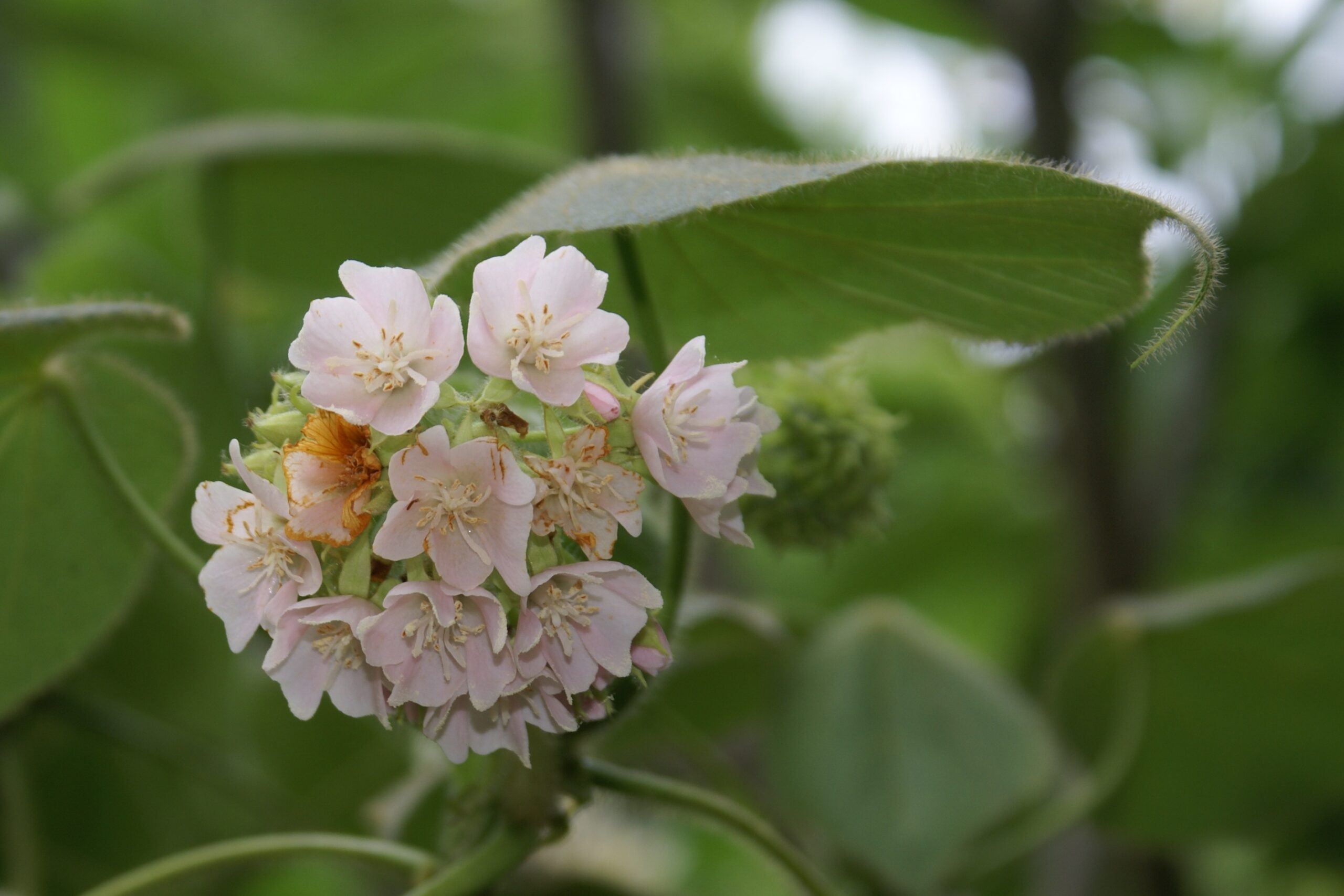 Réunion Island Dombeya (Dombeya sp.)