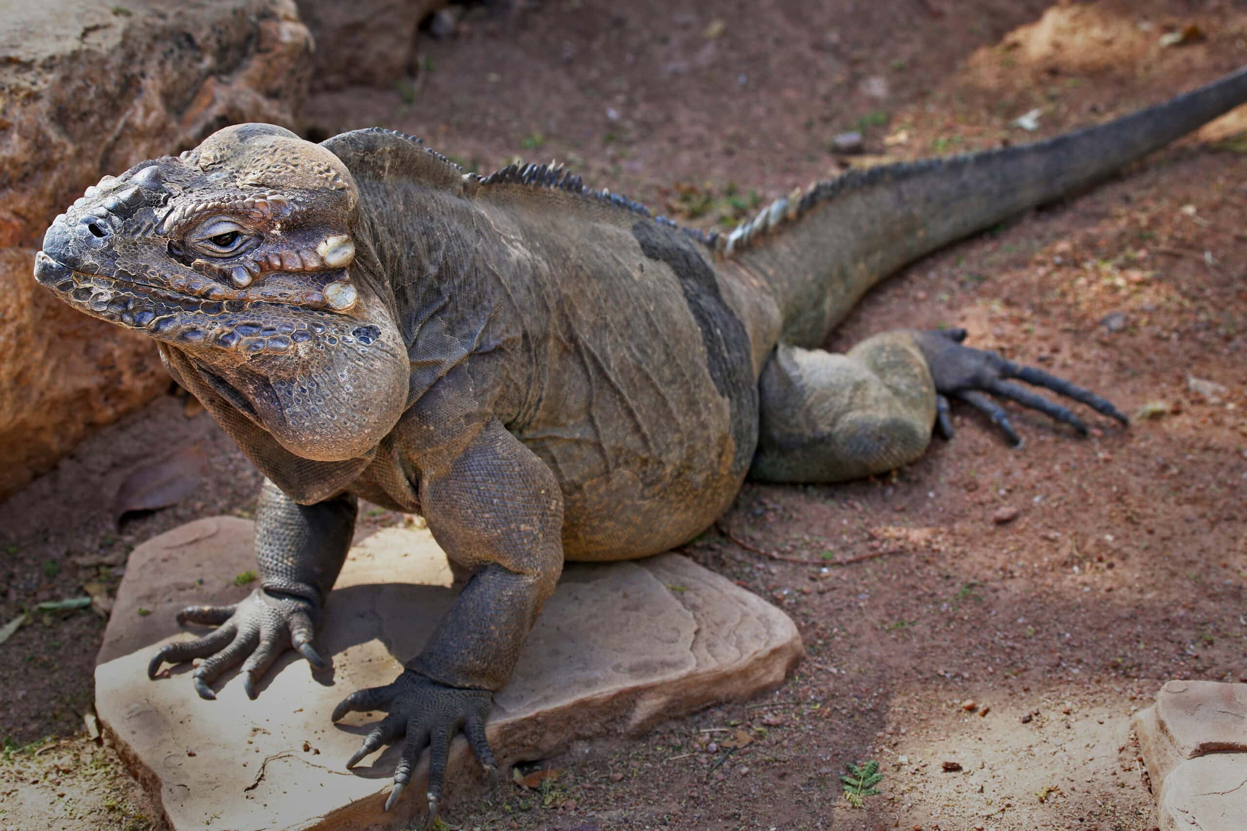 Rhinoceros Iguana (Cyclura cornuta)