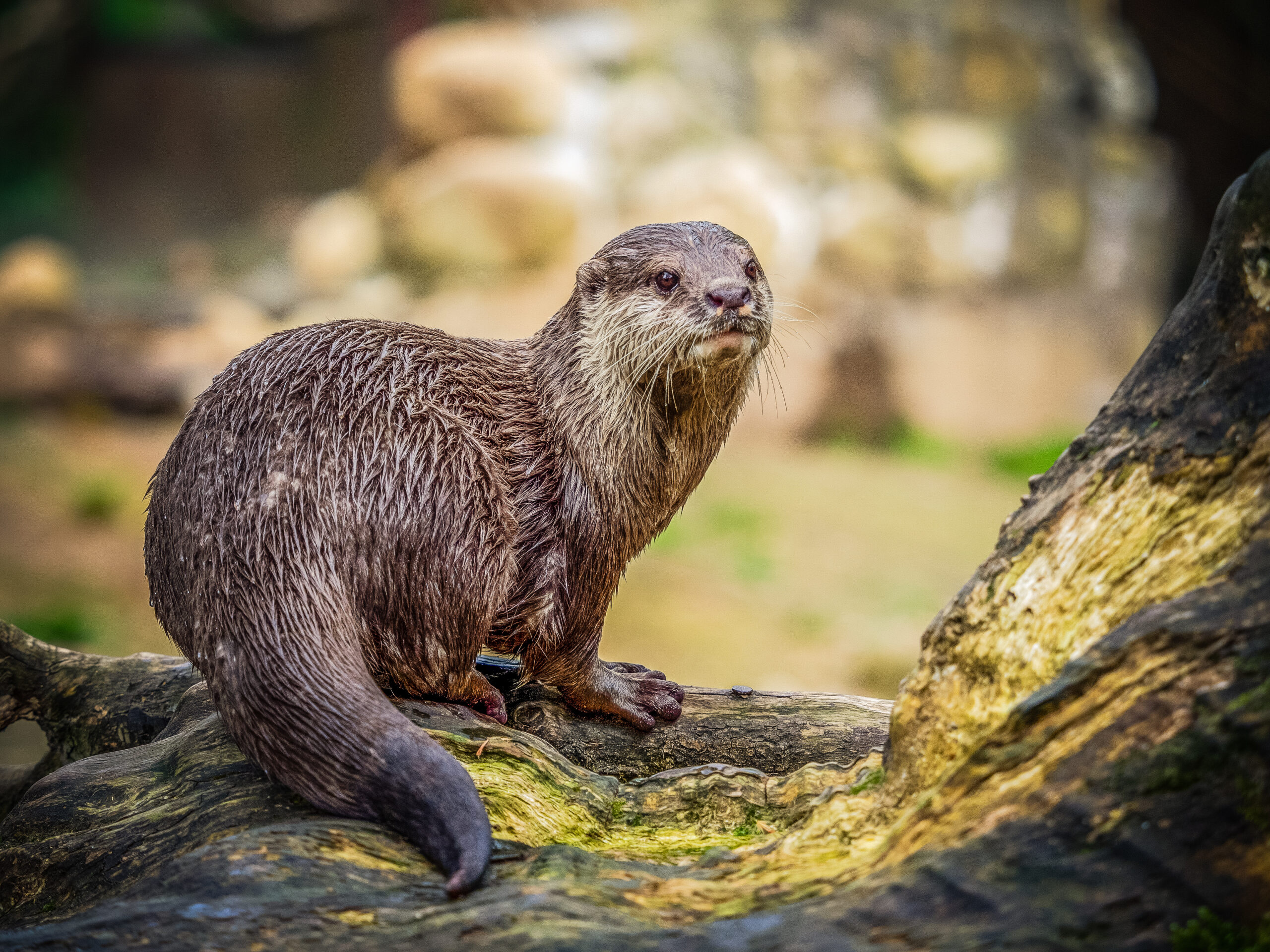 River Otter