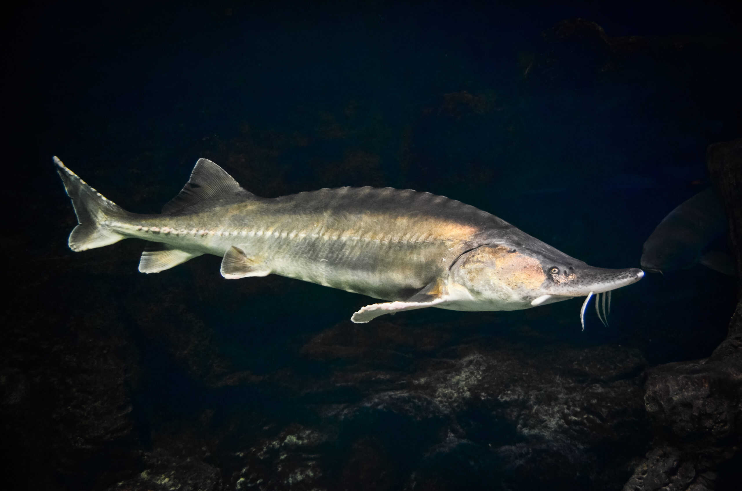 Russian Sturgeon