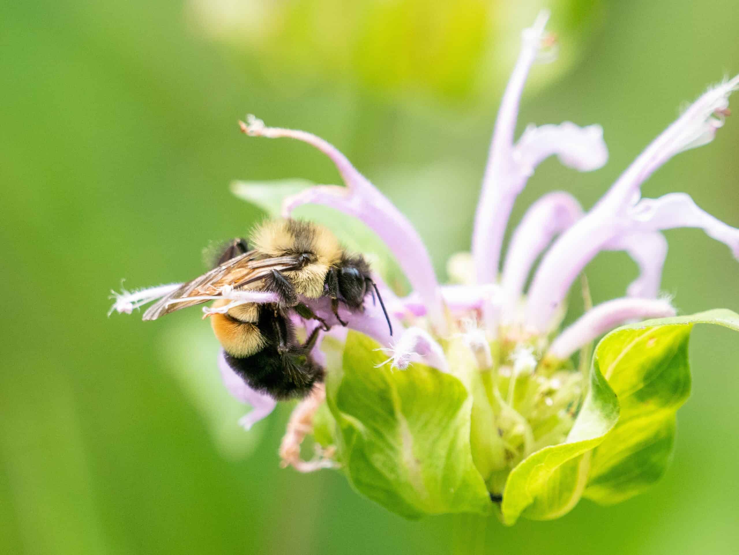 Rusty Patched Bumble Bee