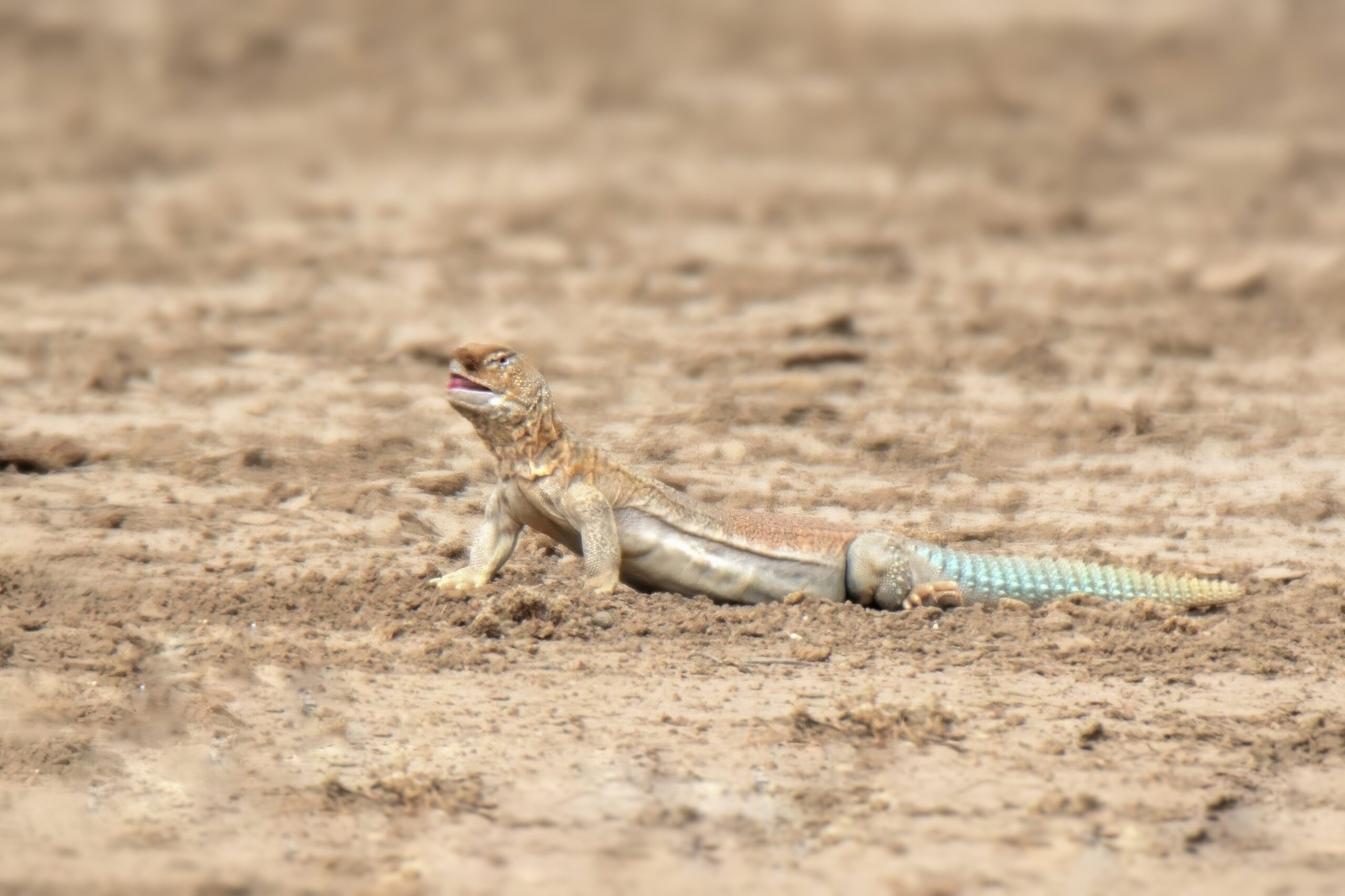 Indian Spiny-tailed Lizard (Saara hardwickii)