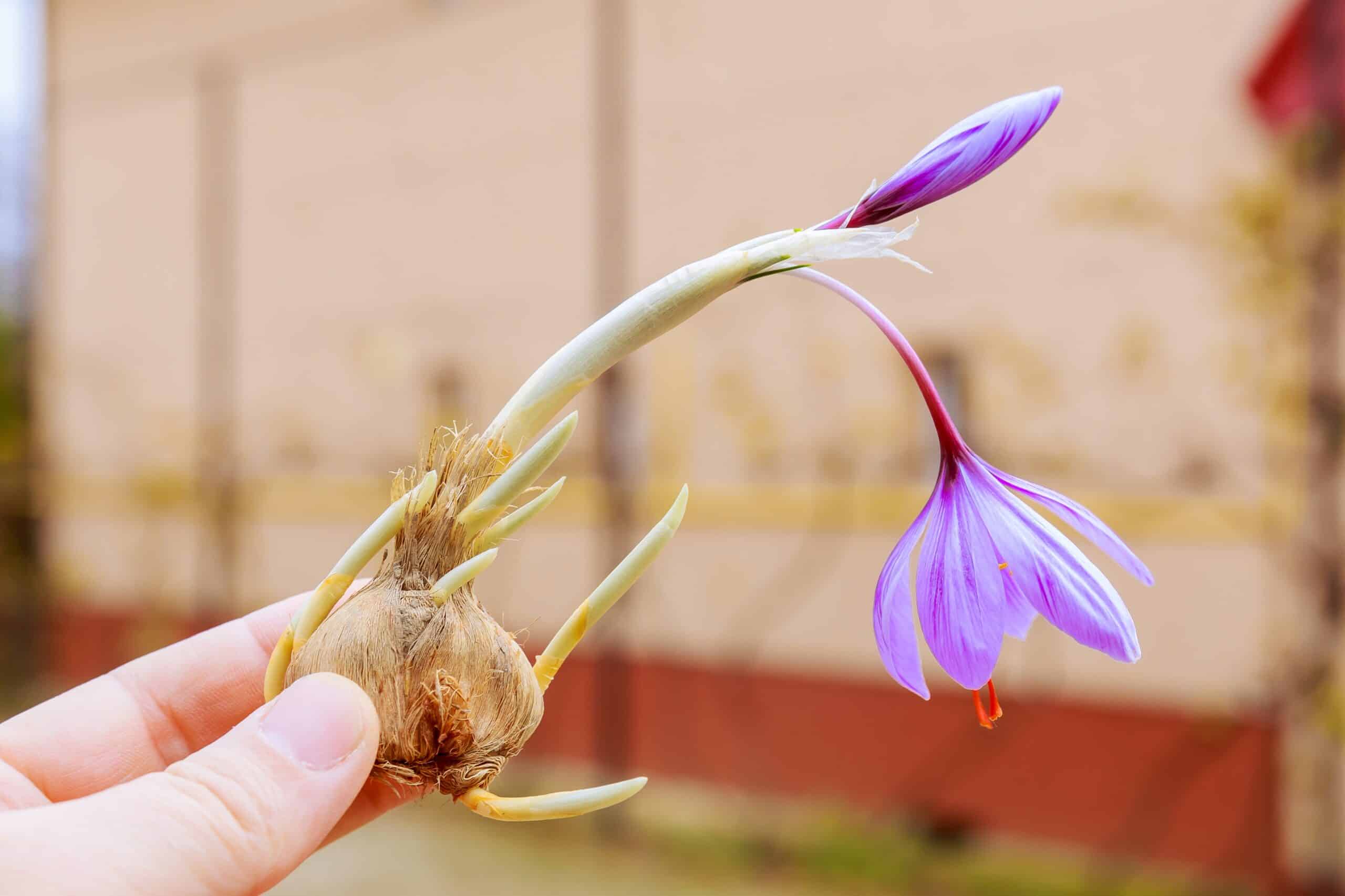 Saffron Crocus bulb