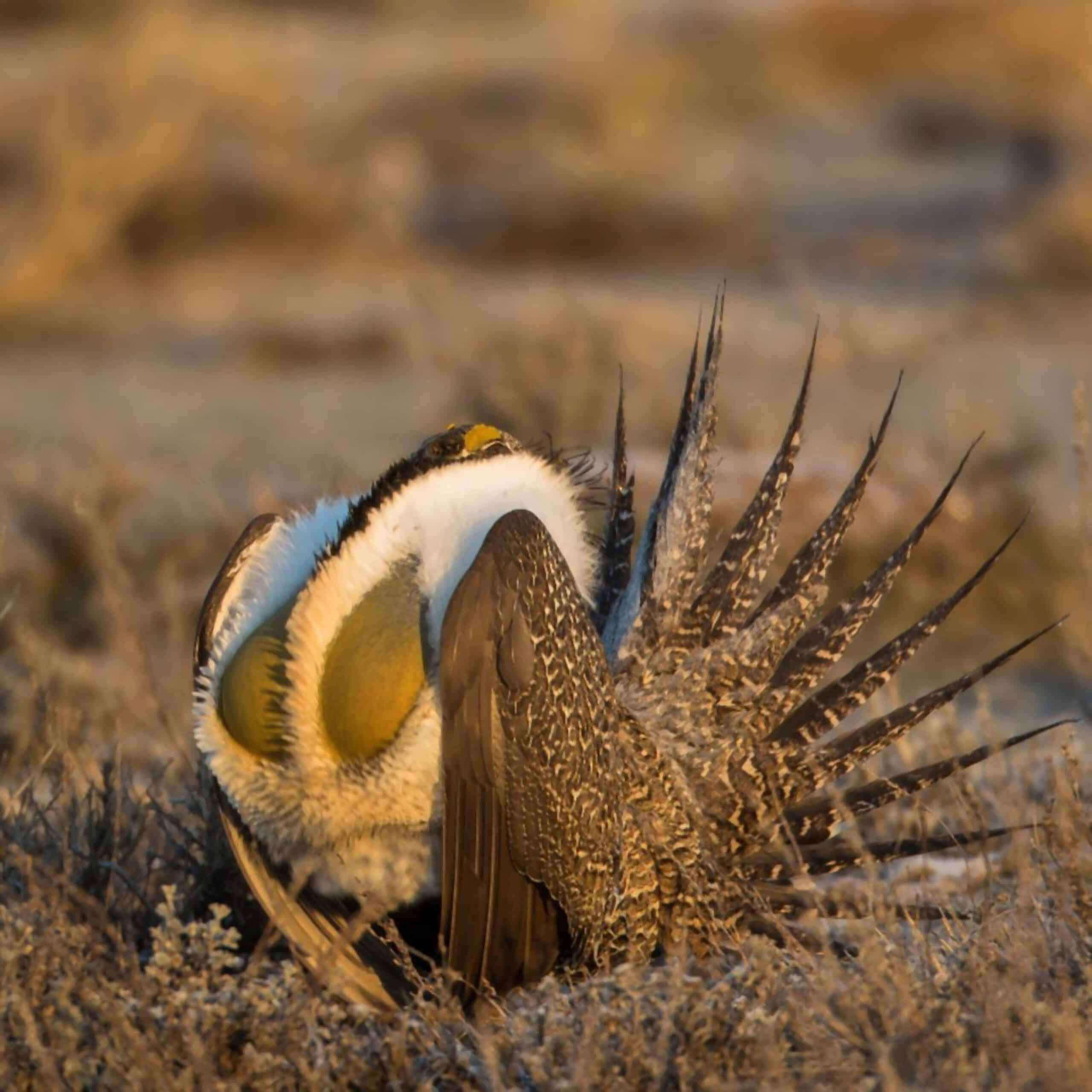 Sage Grouse