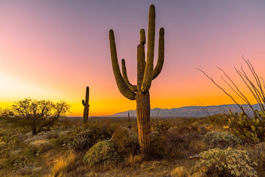 Saguaro Cactus