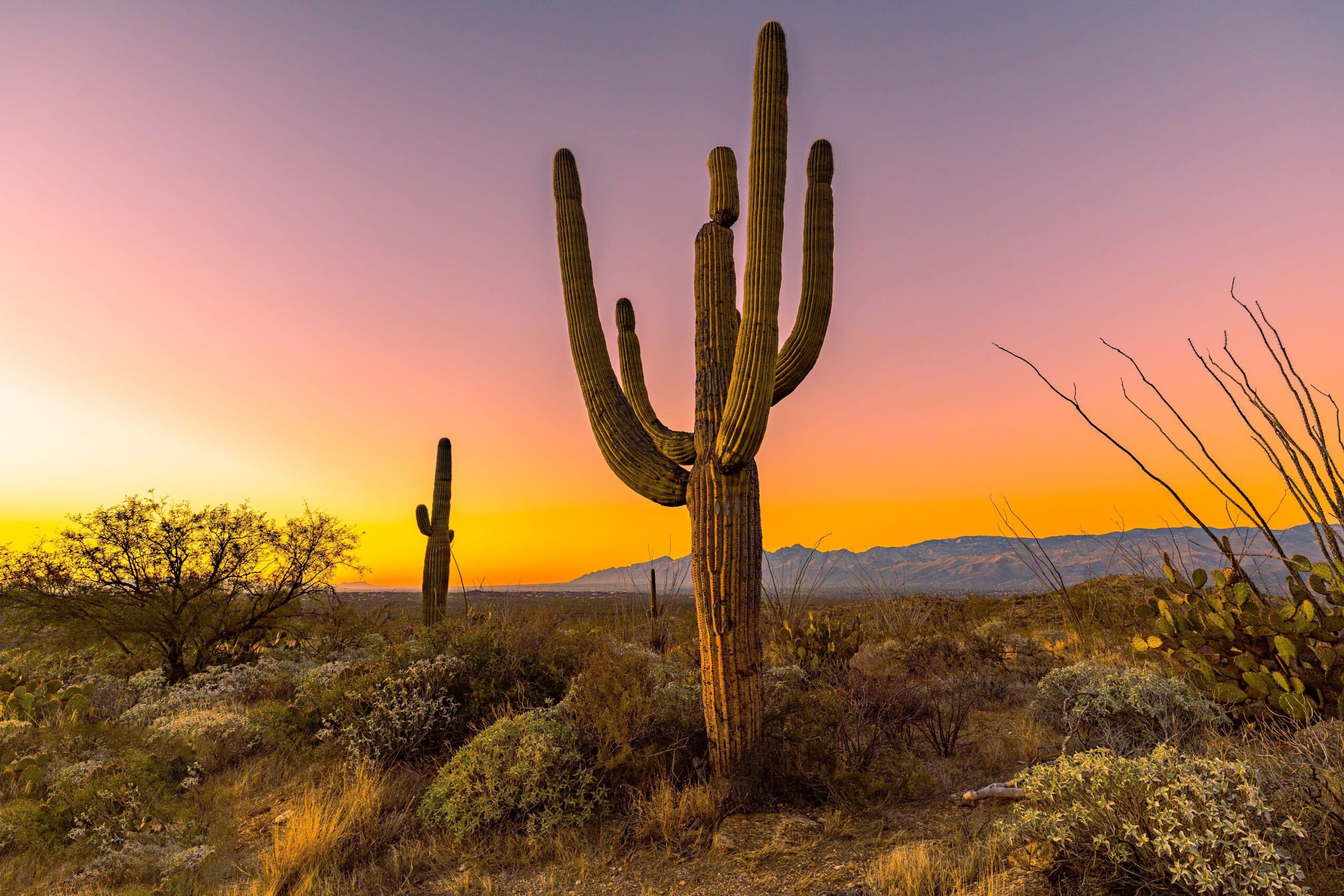 Saguaro Cactus