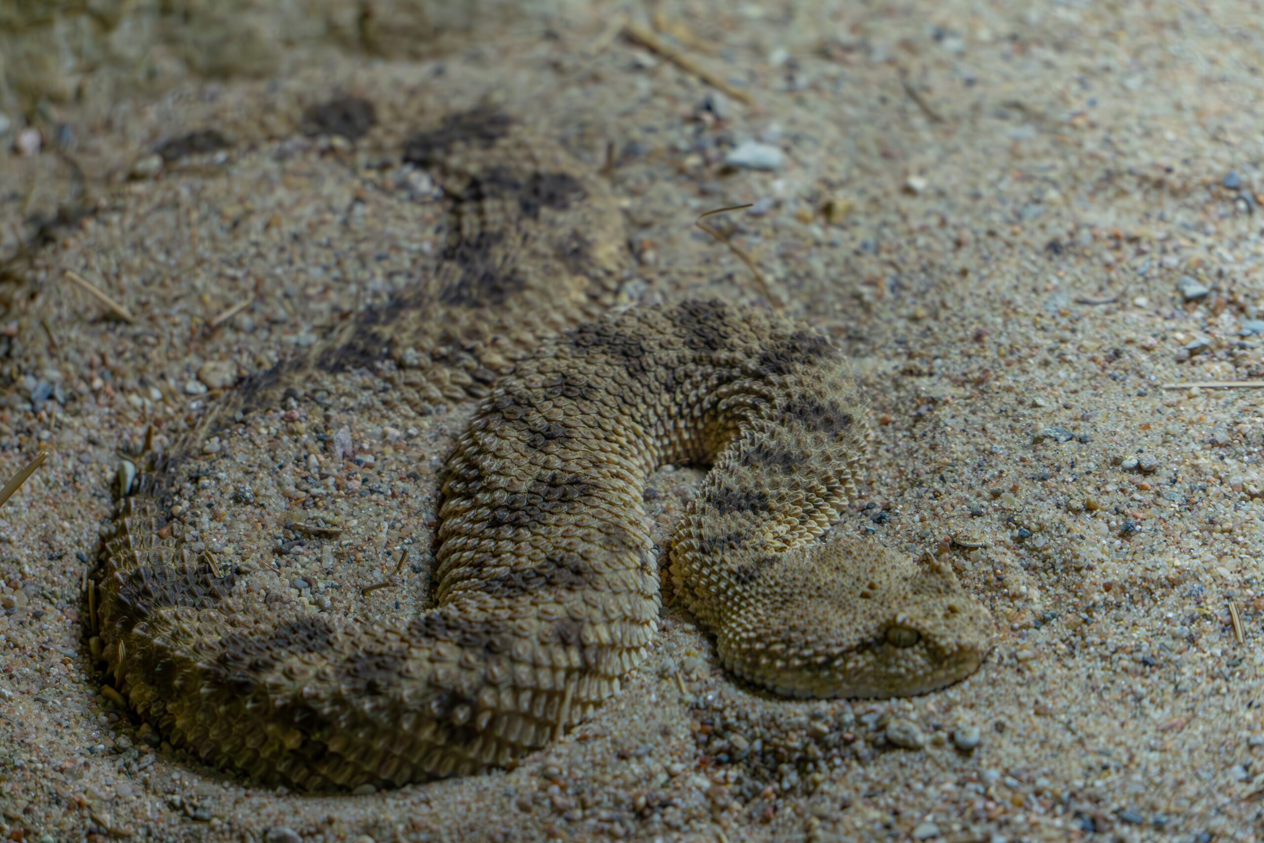 Sahara Sand Viper (Cerastes vipera)