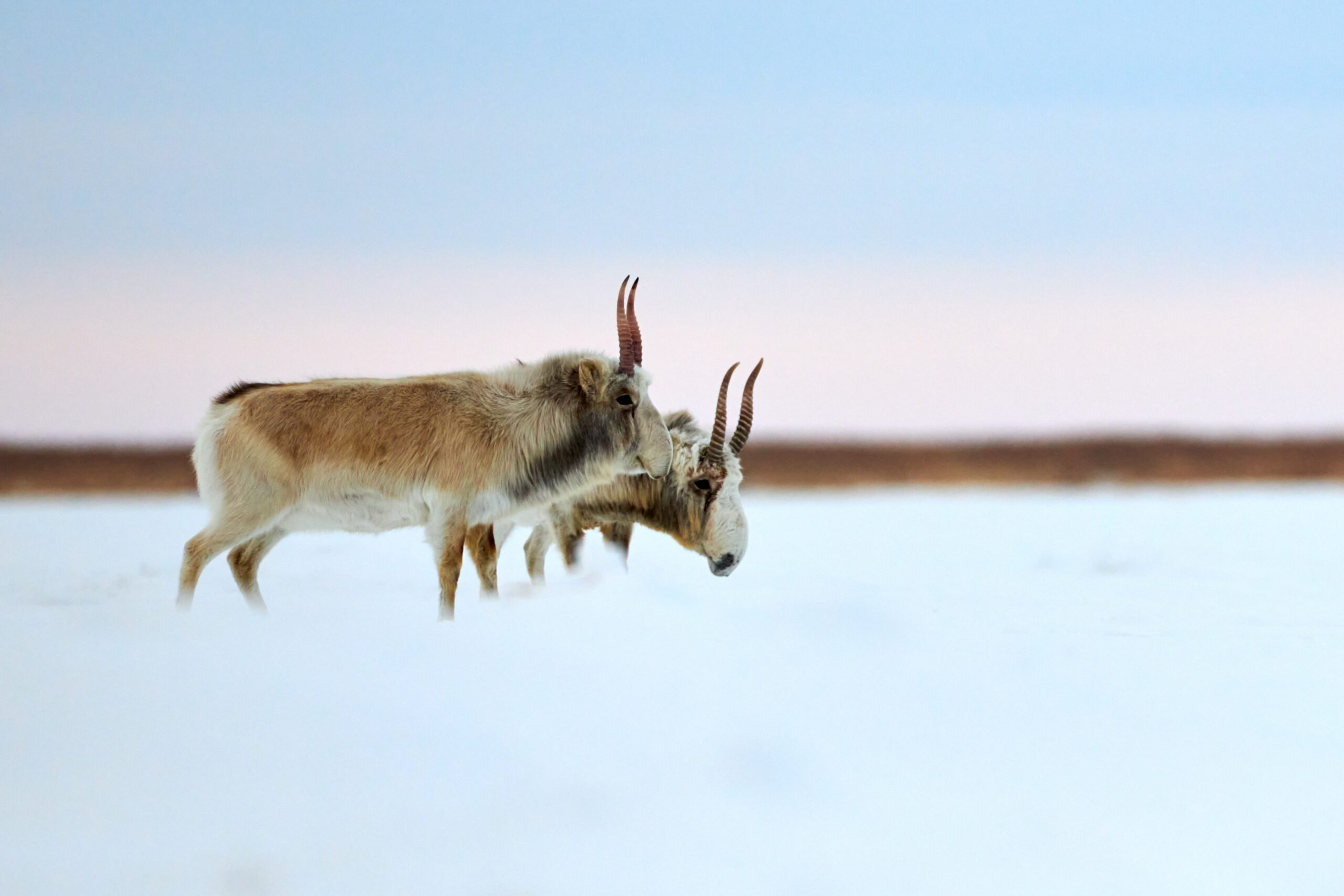 Saiga Antelope in Kazakhstan